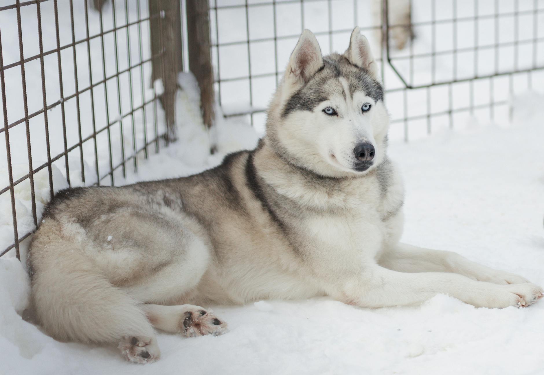 Illustration zu Finde Den Husky