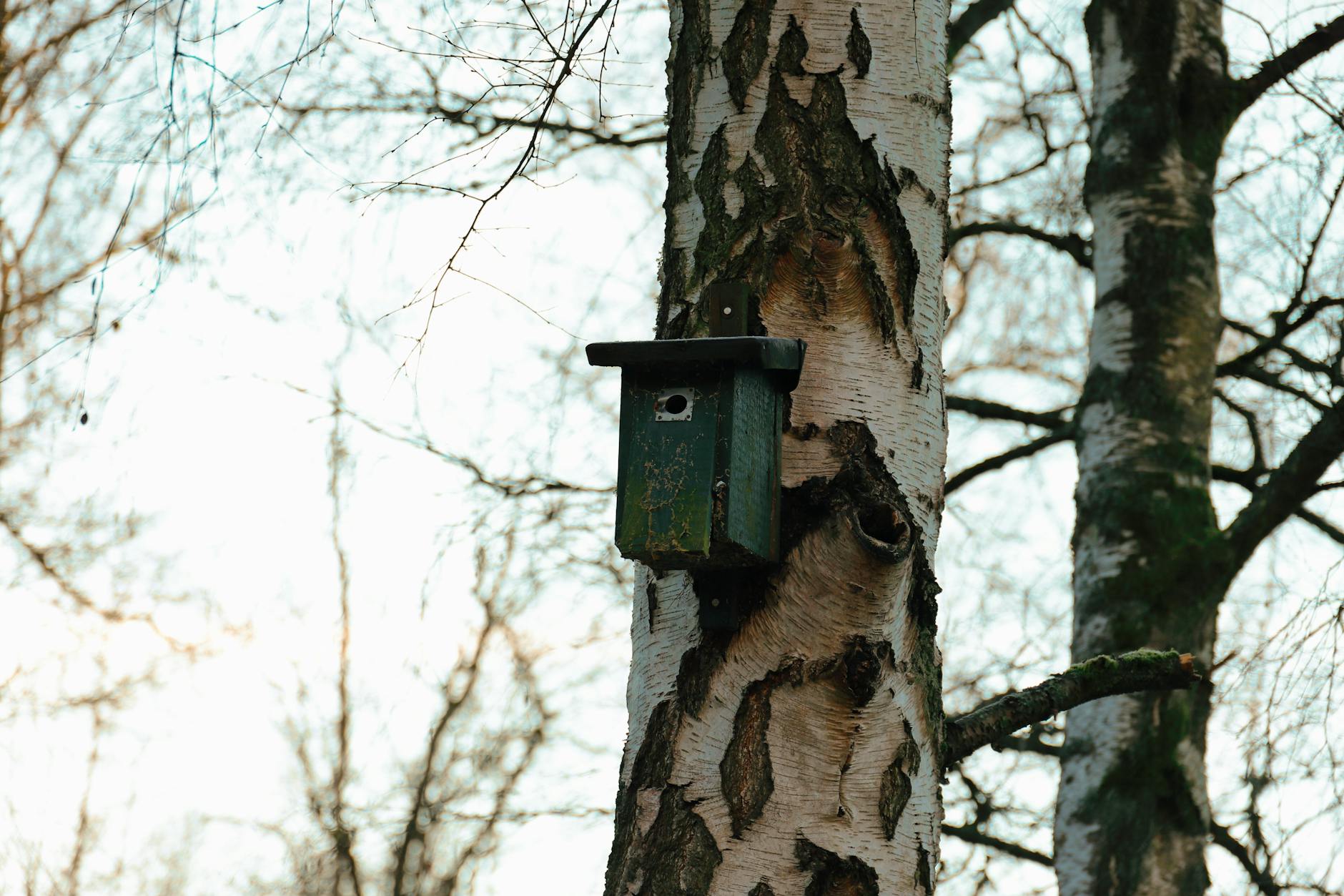 Detailansicht: Fledermauskasten Anbringen