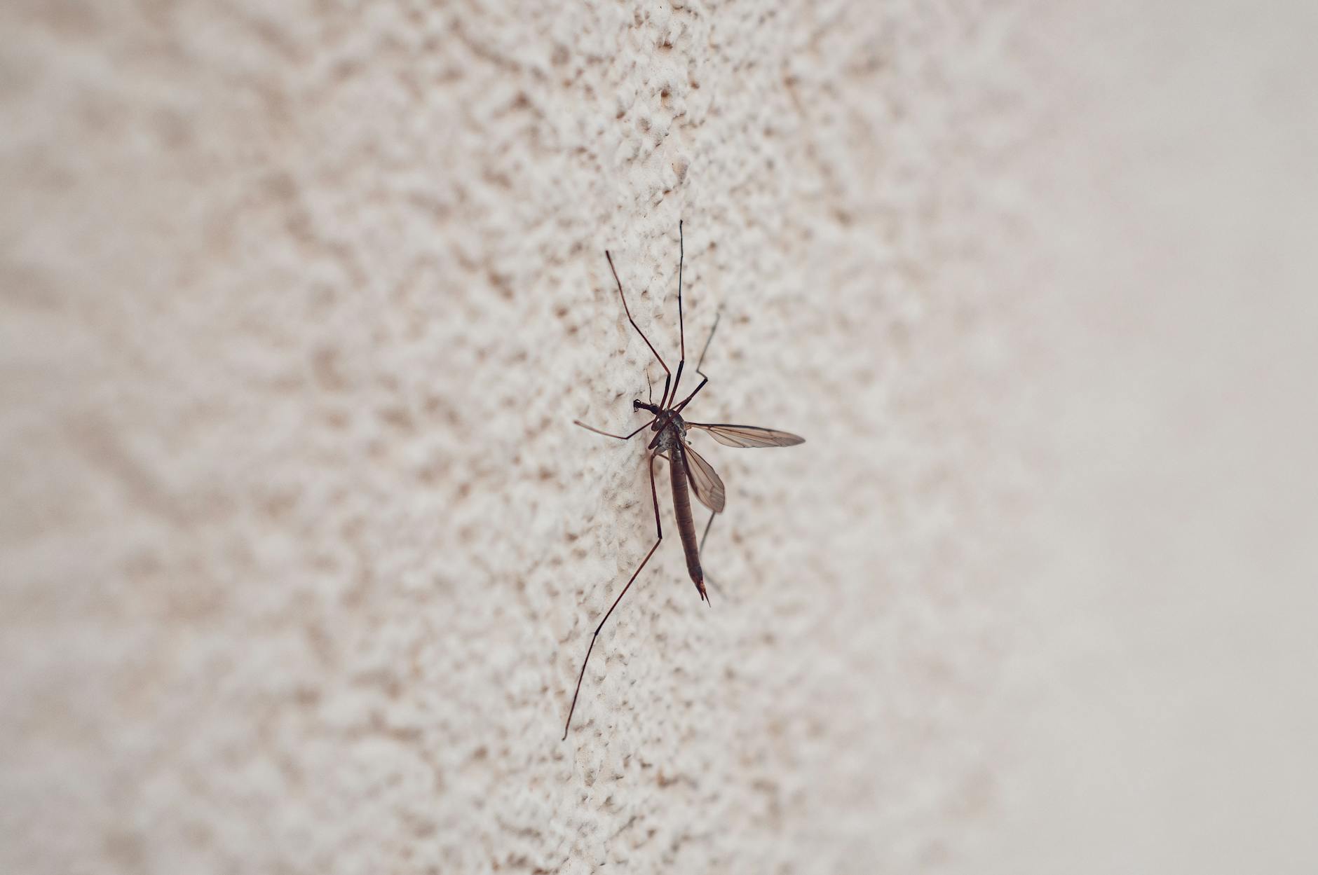 Fliegengitter Ohne Bohren Detailansicht: Fliegengitter Ohne Bohren