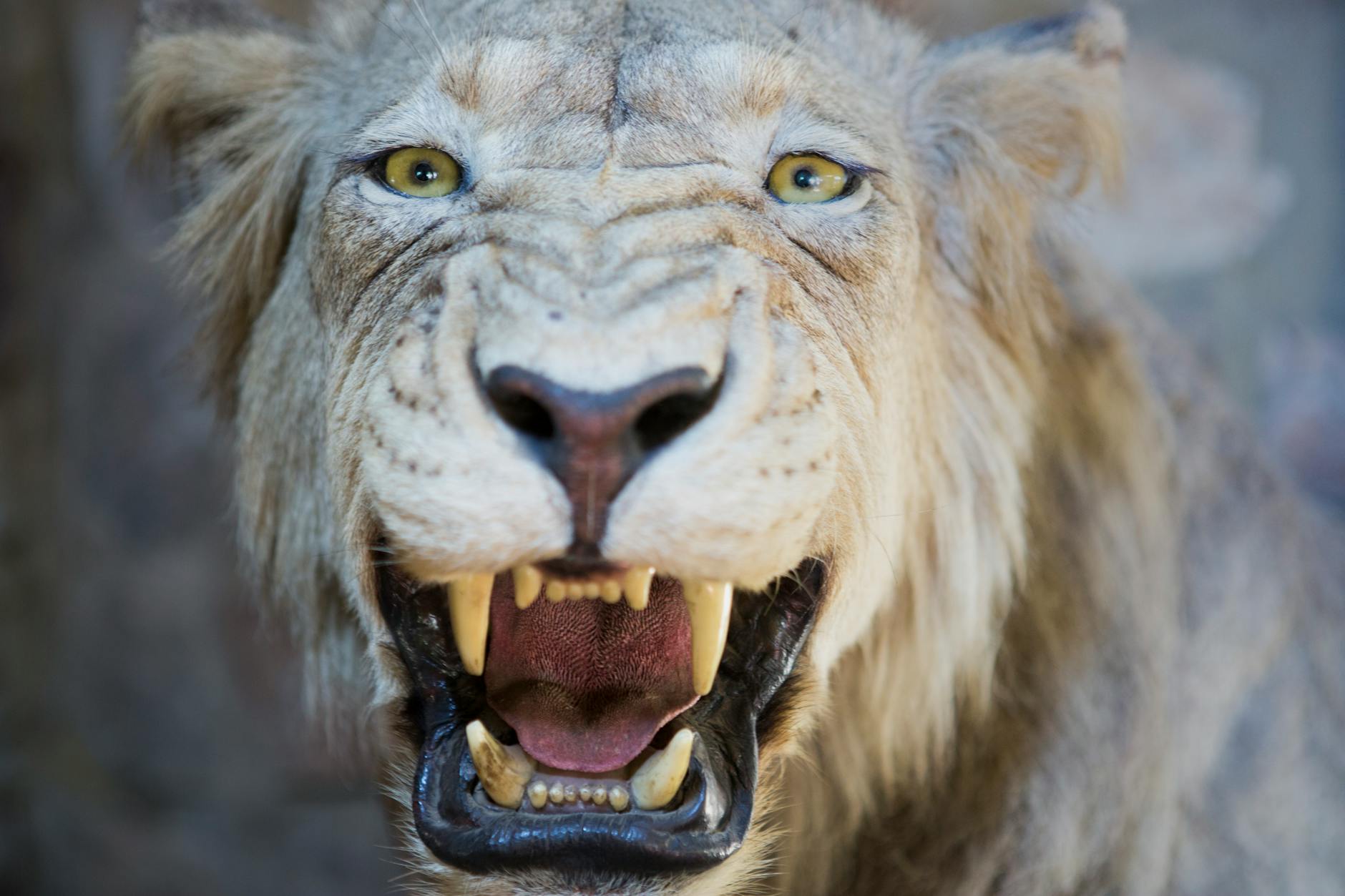 Detailansicht: Gefährliche Tiere Europa