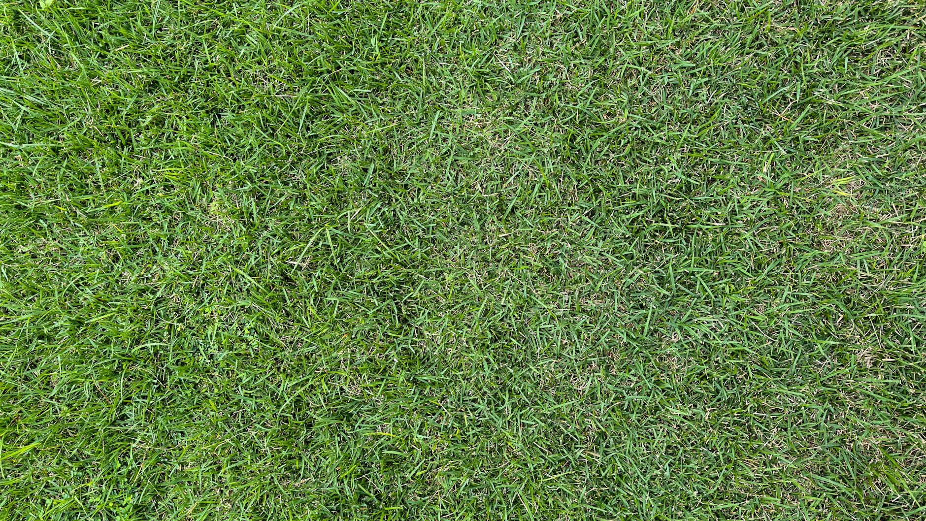 Grasflecken Entfernen Detailansicht: Grasflecken Entfernen