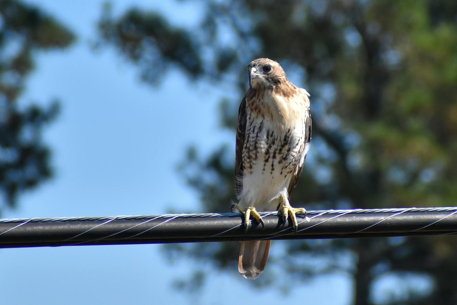 Illustration zu Hawks – Knicks