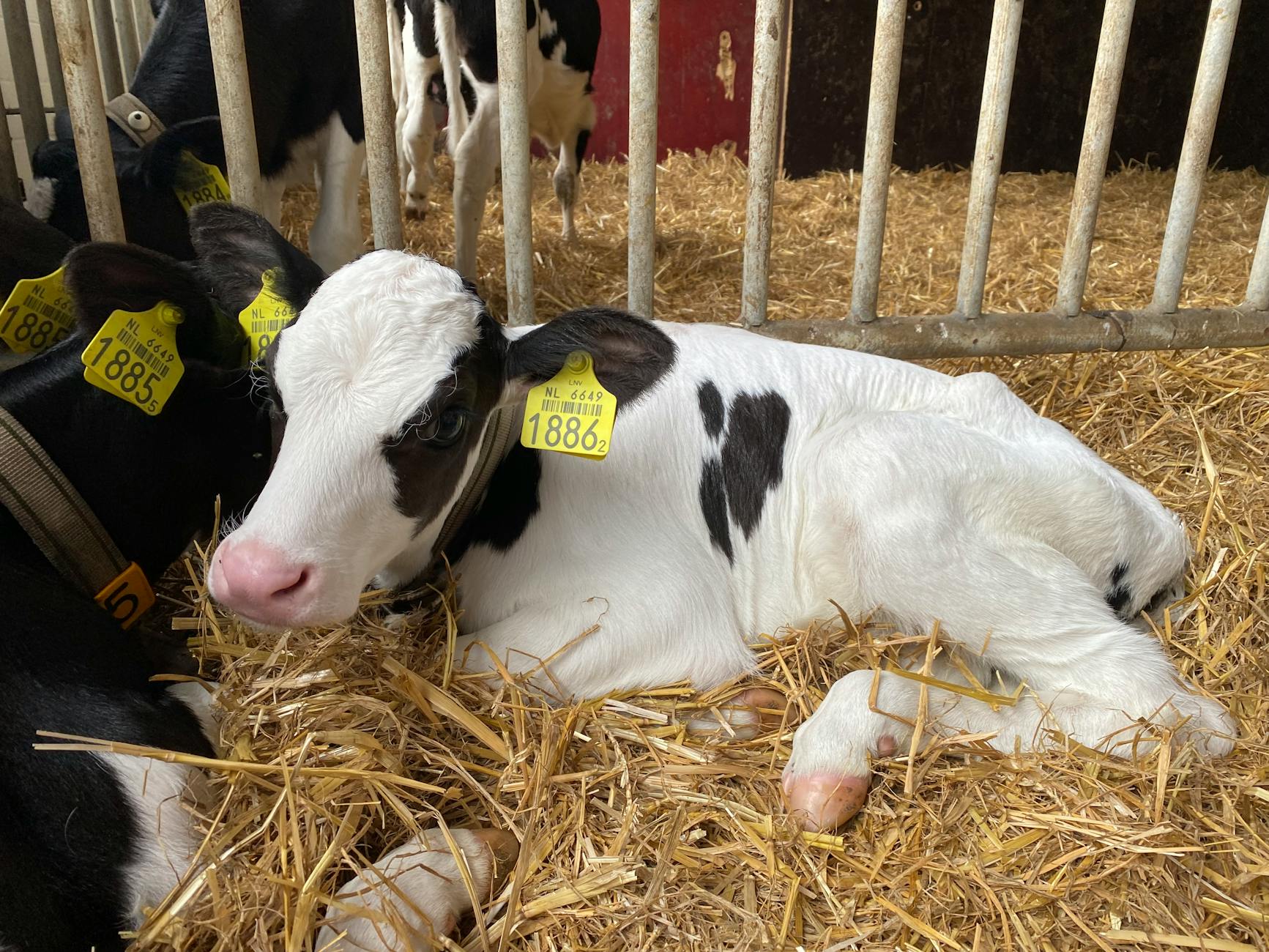 Illustration zu Hertha – Holstein