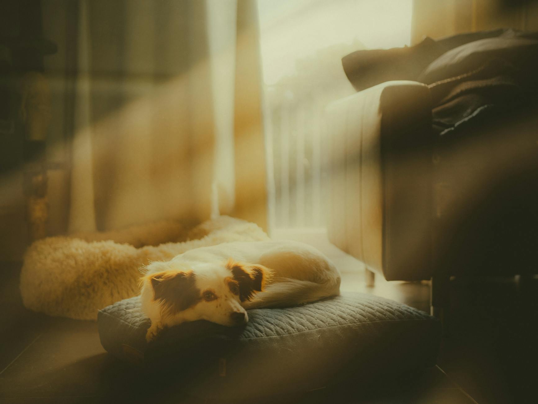 Illustration zu Hund Alleine Lassen