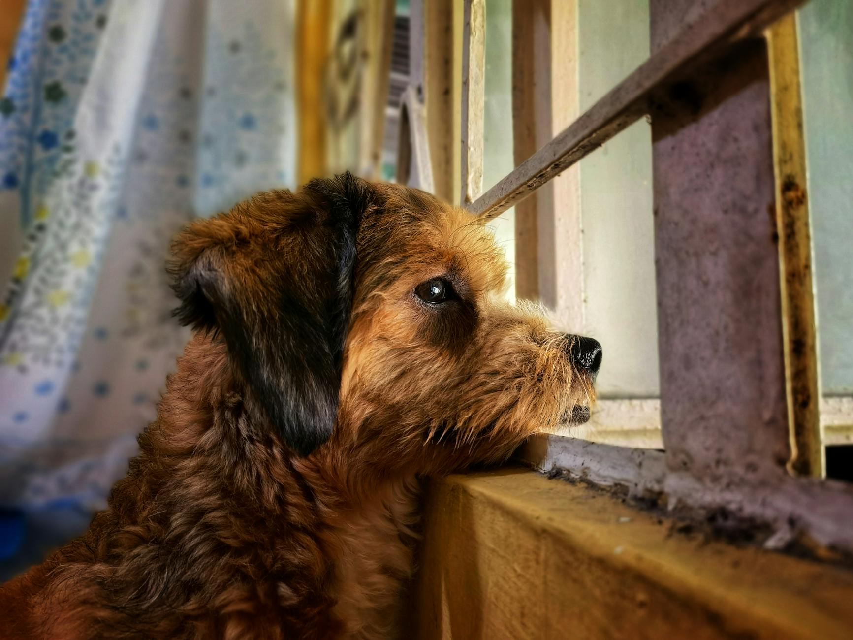 Detailansicht: Hund Alleine Lassen