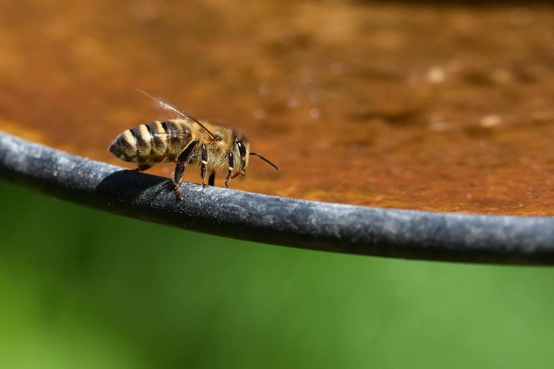 Illustration zu Insektentränke Selber Bauen