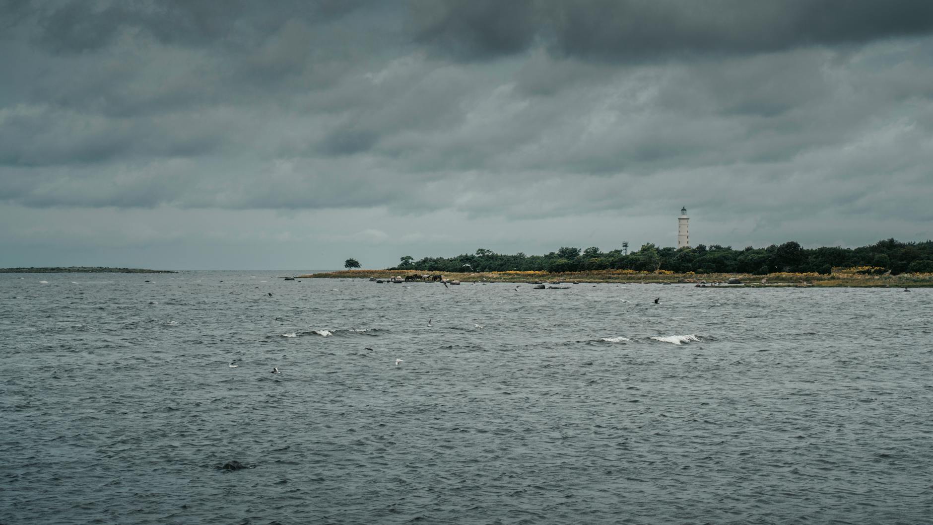Insel Poel Wal Illustration zu Insel Poel Wal