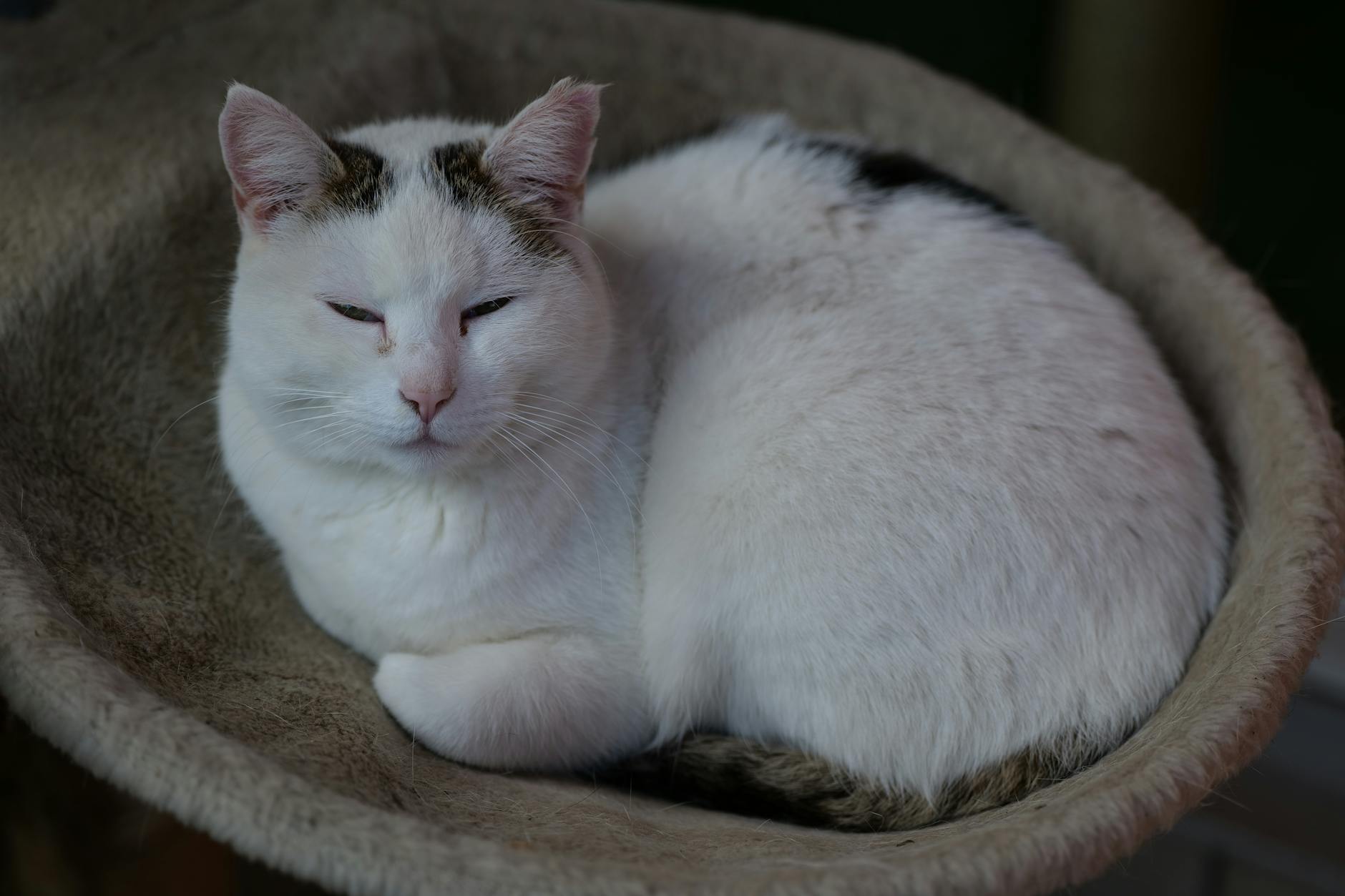 Symbolbild zum Thema Katzen Ausgesetzt Bremen