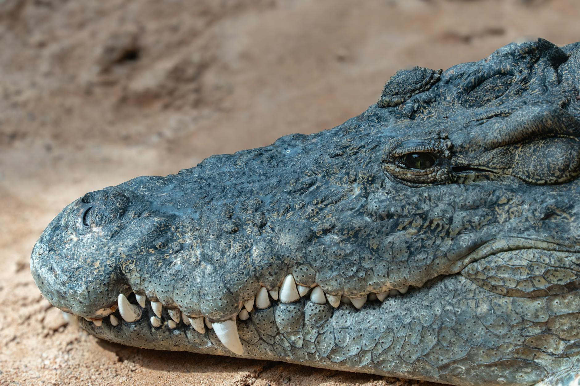 Illustration zu Krokodil Mario Adorf