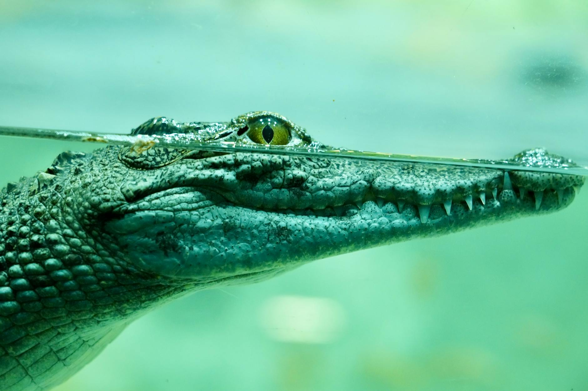 Symbolbild zum Thema Krokodil Mario Adorf