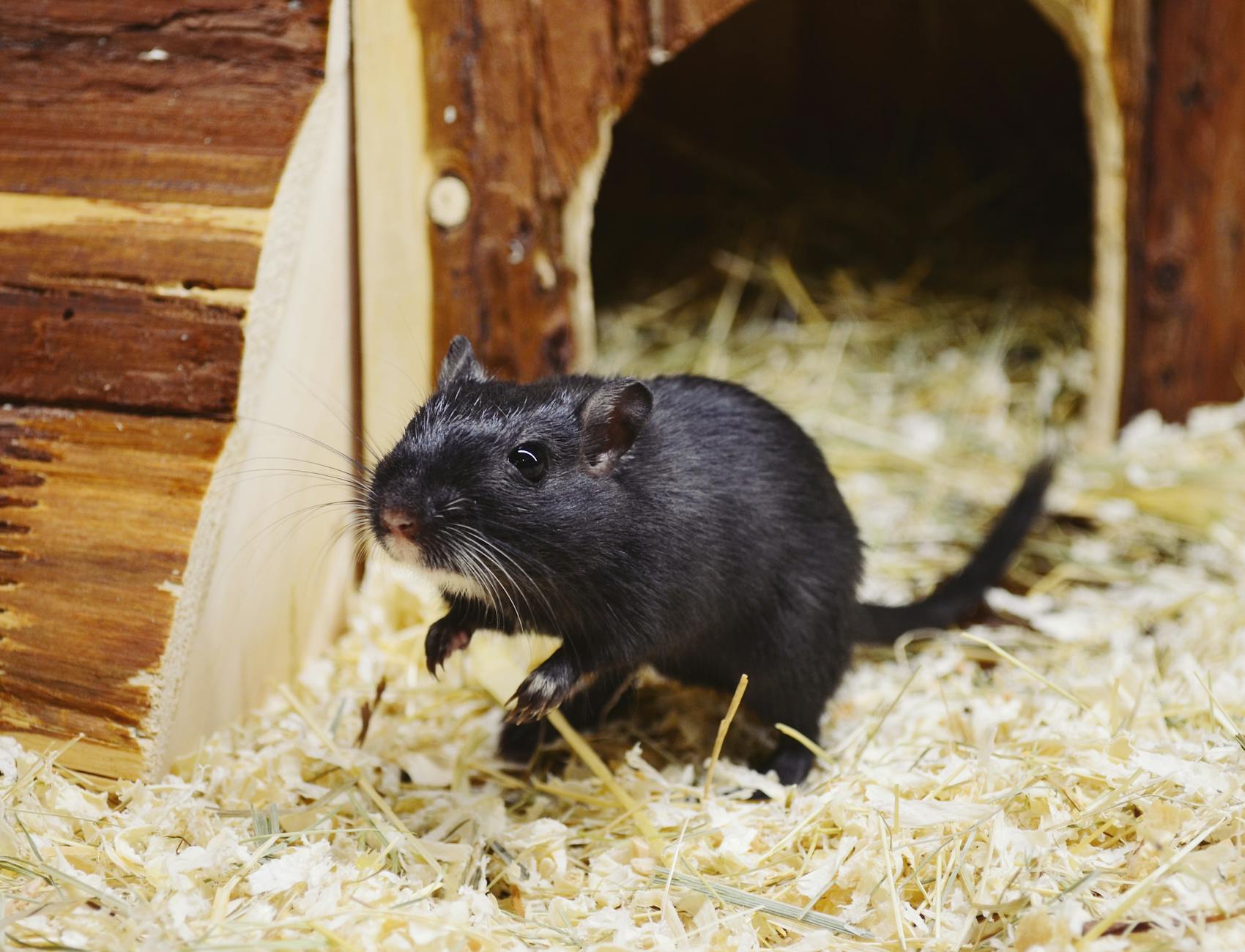 Magawa Ratte Denkmal Detailansicht: Magawa Ratte Denkmal
