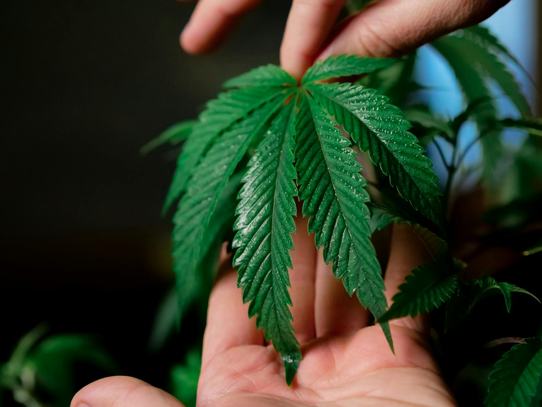 Symbolbild zum Thema Marihuana Fund Brasilien