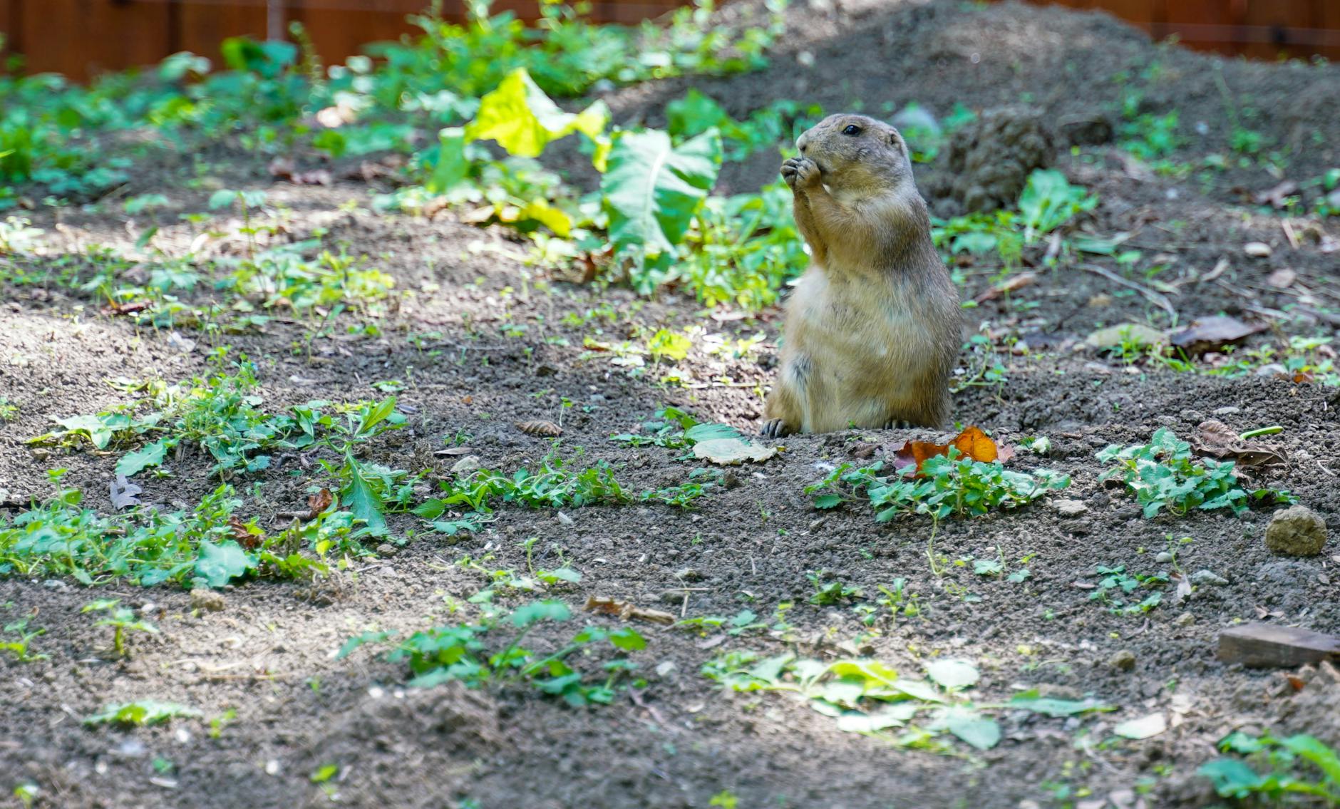 Symbolbild zum Thema Maulwurf Im Garten