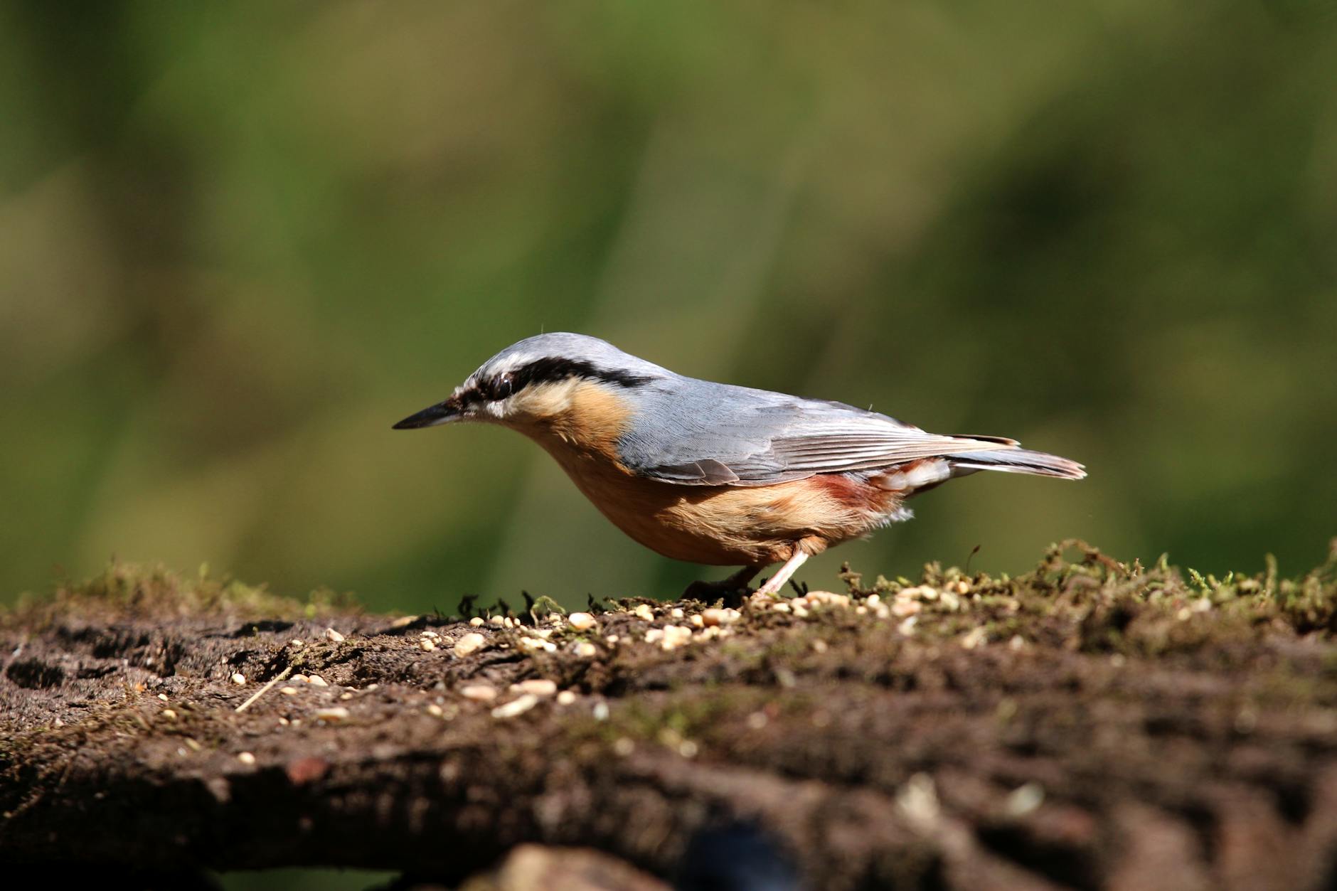 Illustration zu Mönchengladbach – Mainz