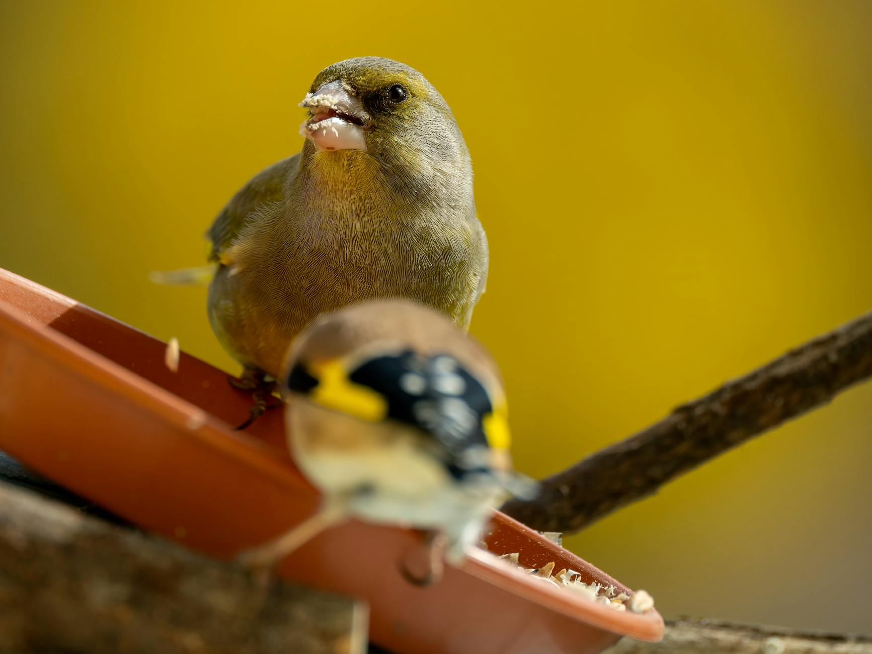 Detailansicht: Naturschutz Vogeltränke