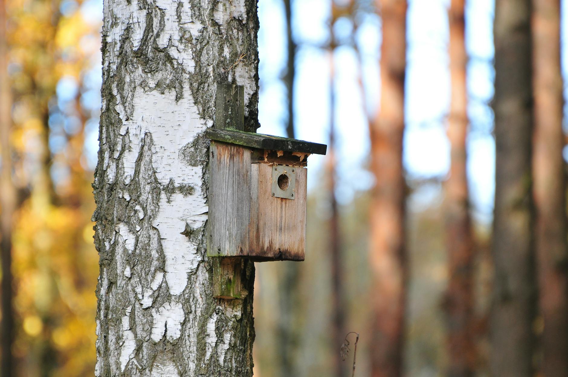 Nistkasten Bauen Symbolbild zum Thema Nistkasten Bauen