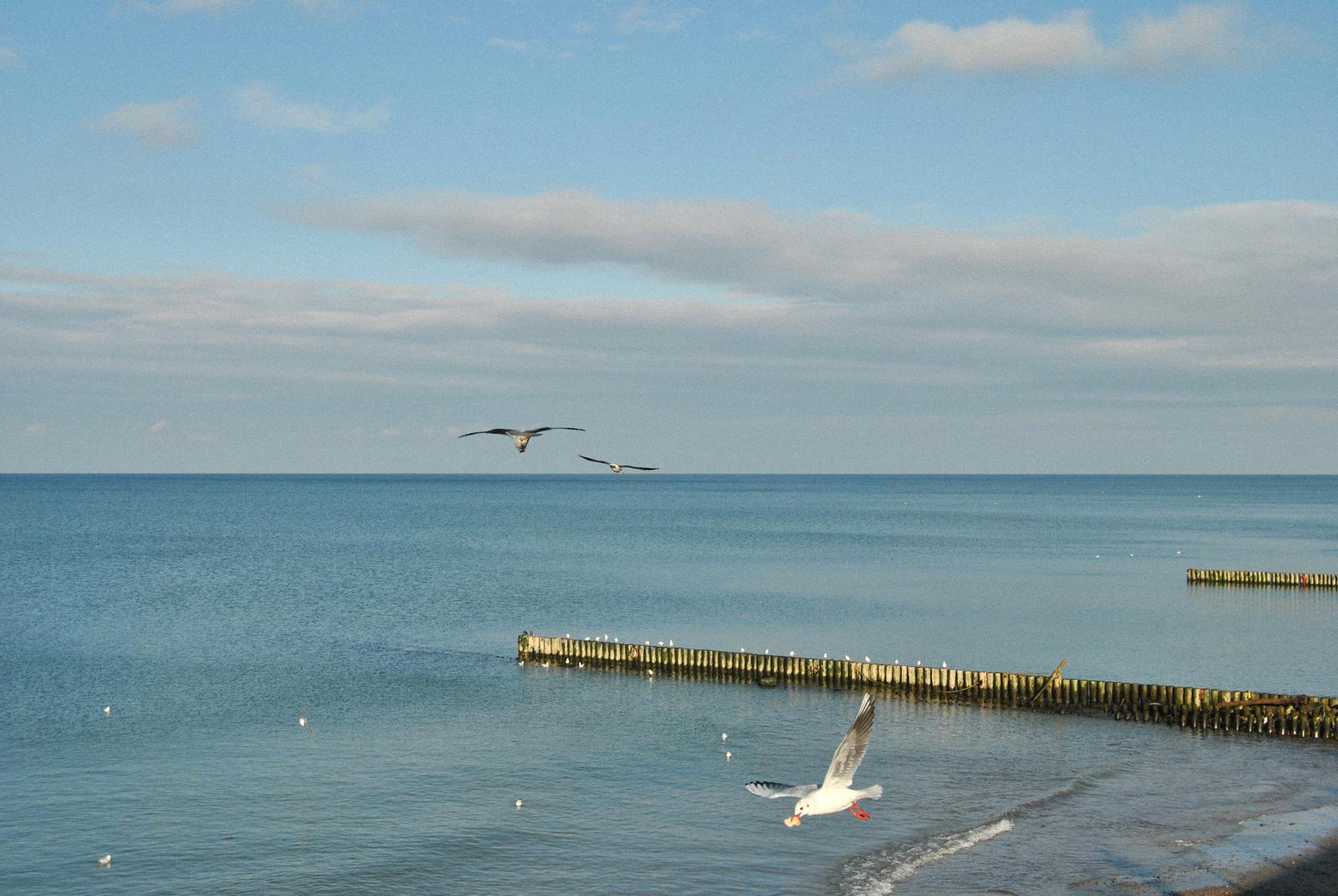 Detailansicht: Ostsee Wal