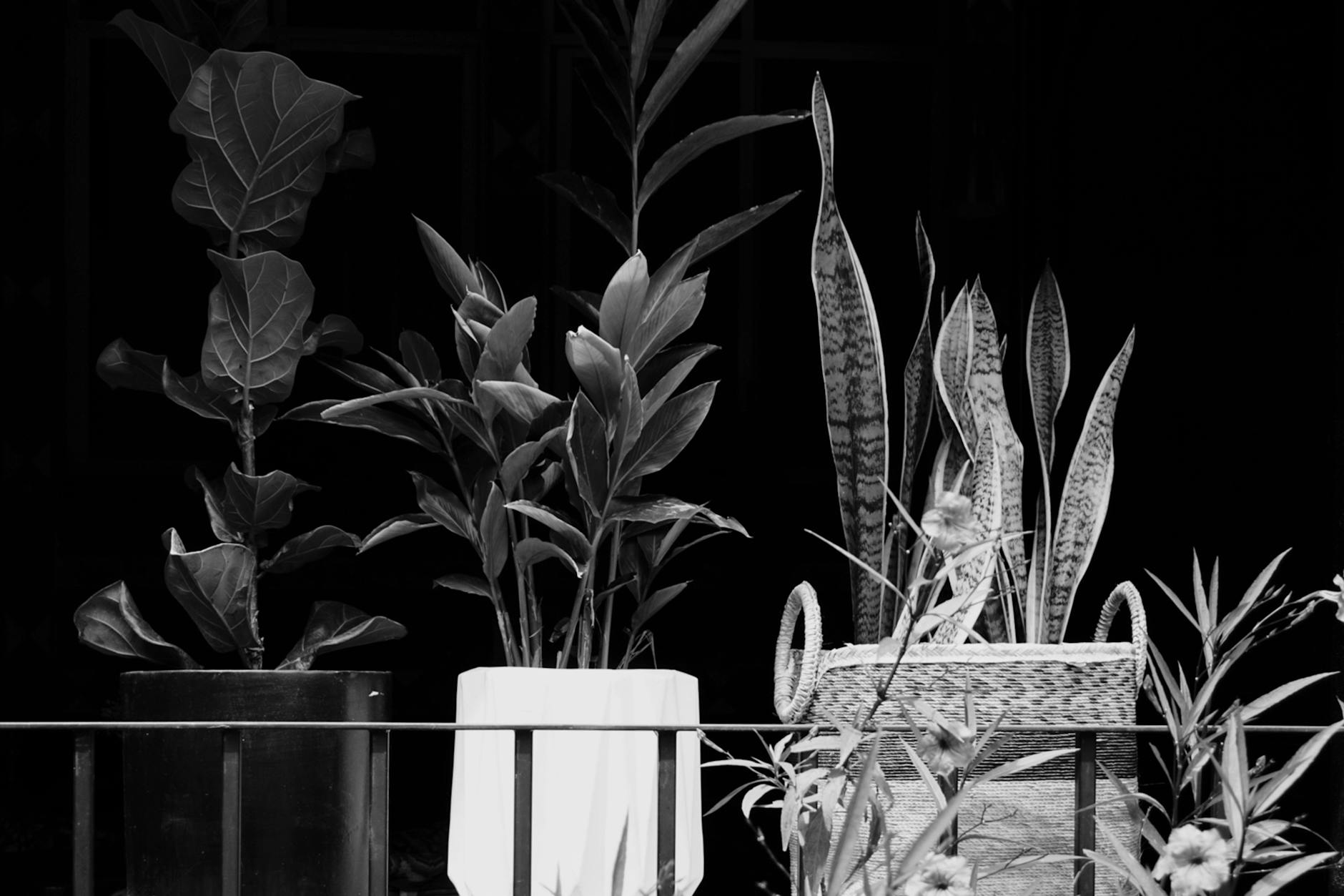 Illustration zu Pflanzen Süd Balkon