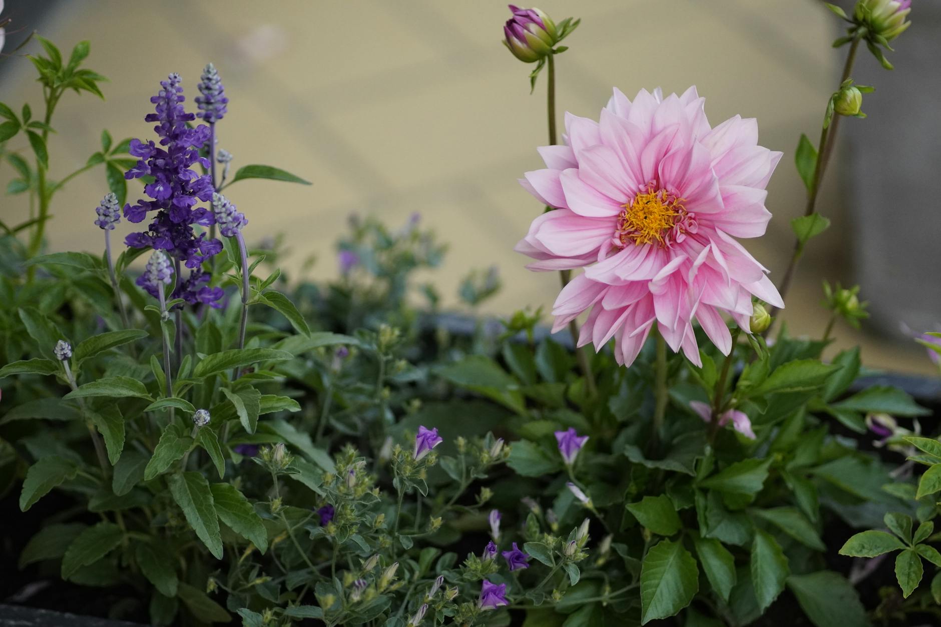 Detailansicht: Pflanzen Süd Balkon