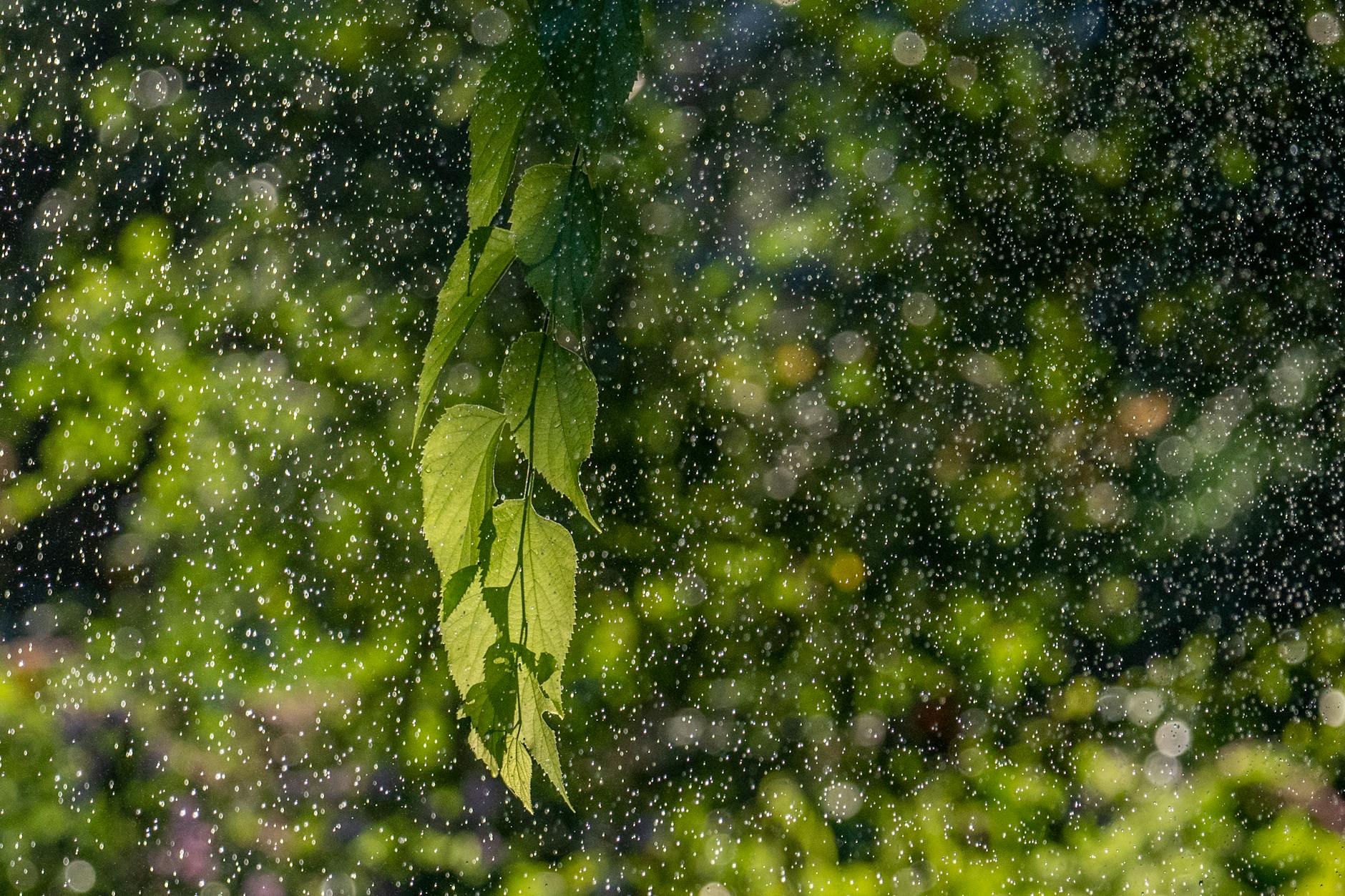 Illustration zu Pflanzenschutz Blattläuse