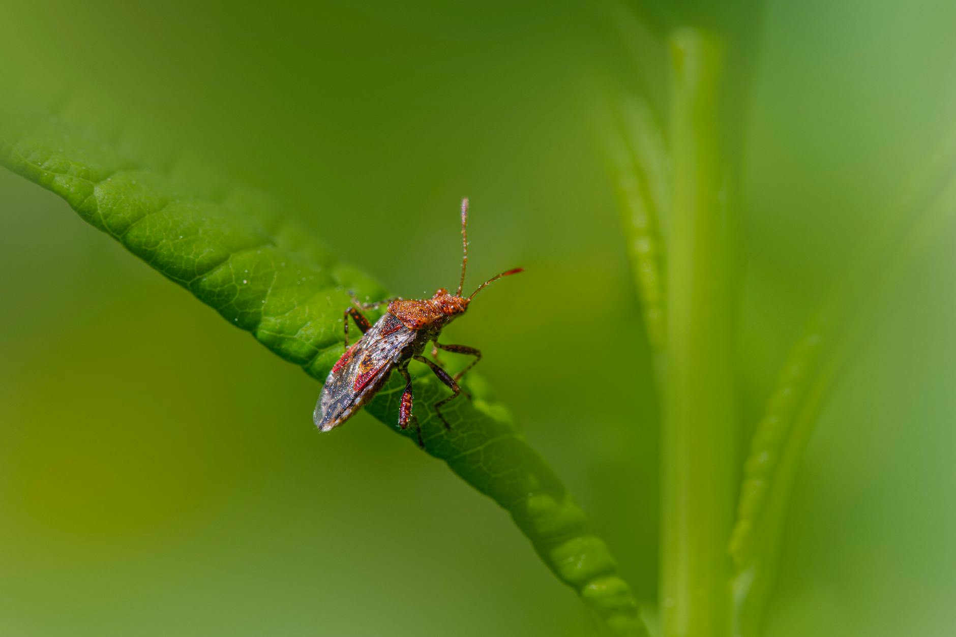 Detailansicht: Pflanzenschutz Blattläuse