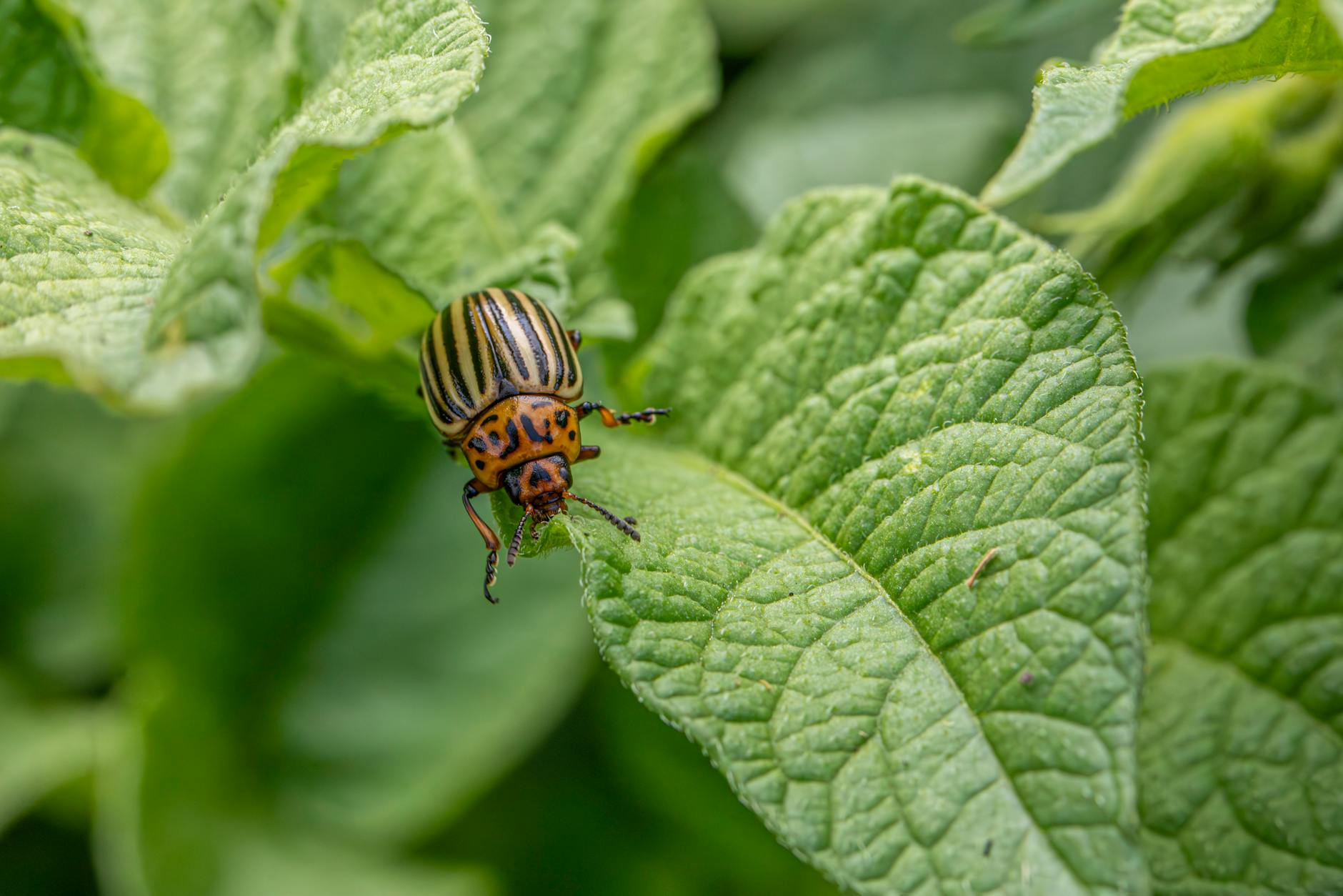 Schädlinge Im Garten Illustration zu Schädlinge Im Garten