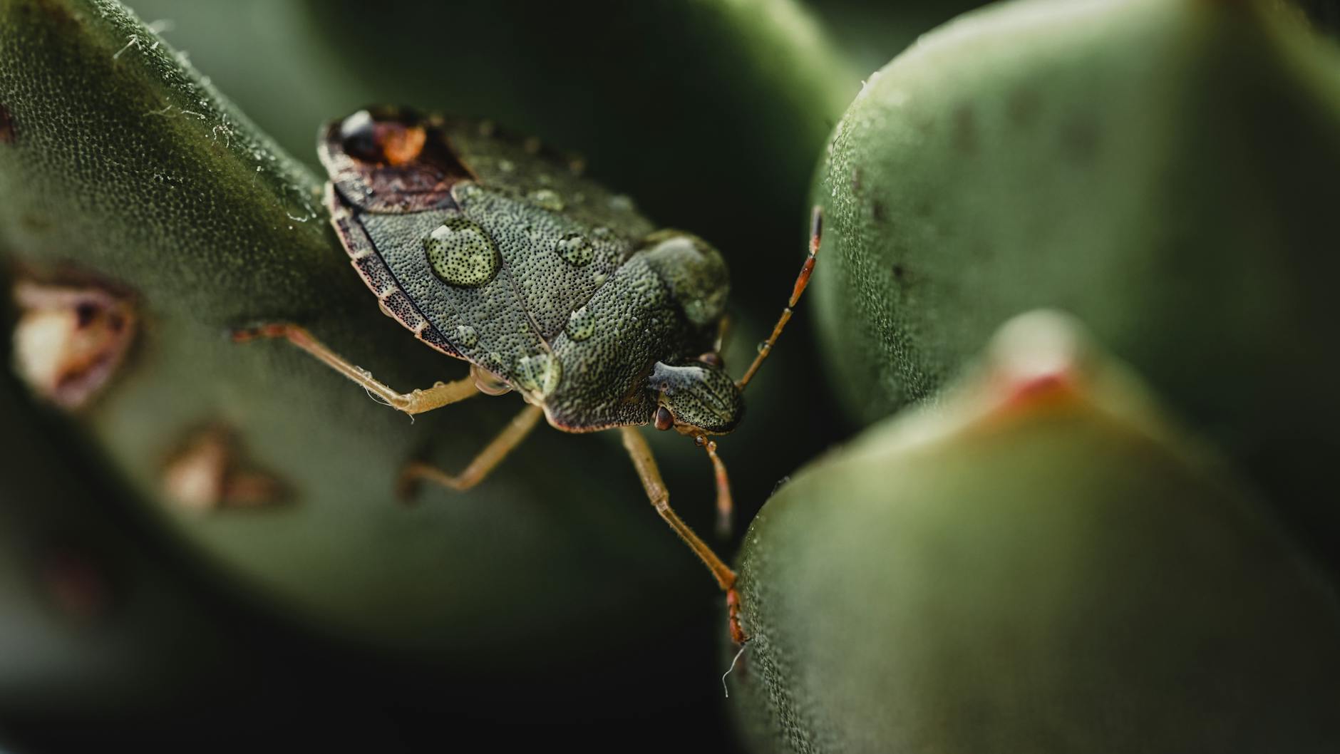 Schädlinge Im Garten Symbolbild zum Thema Schädlinge Im Garten