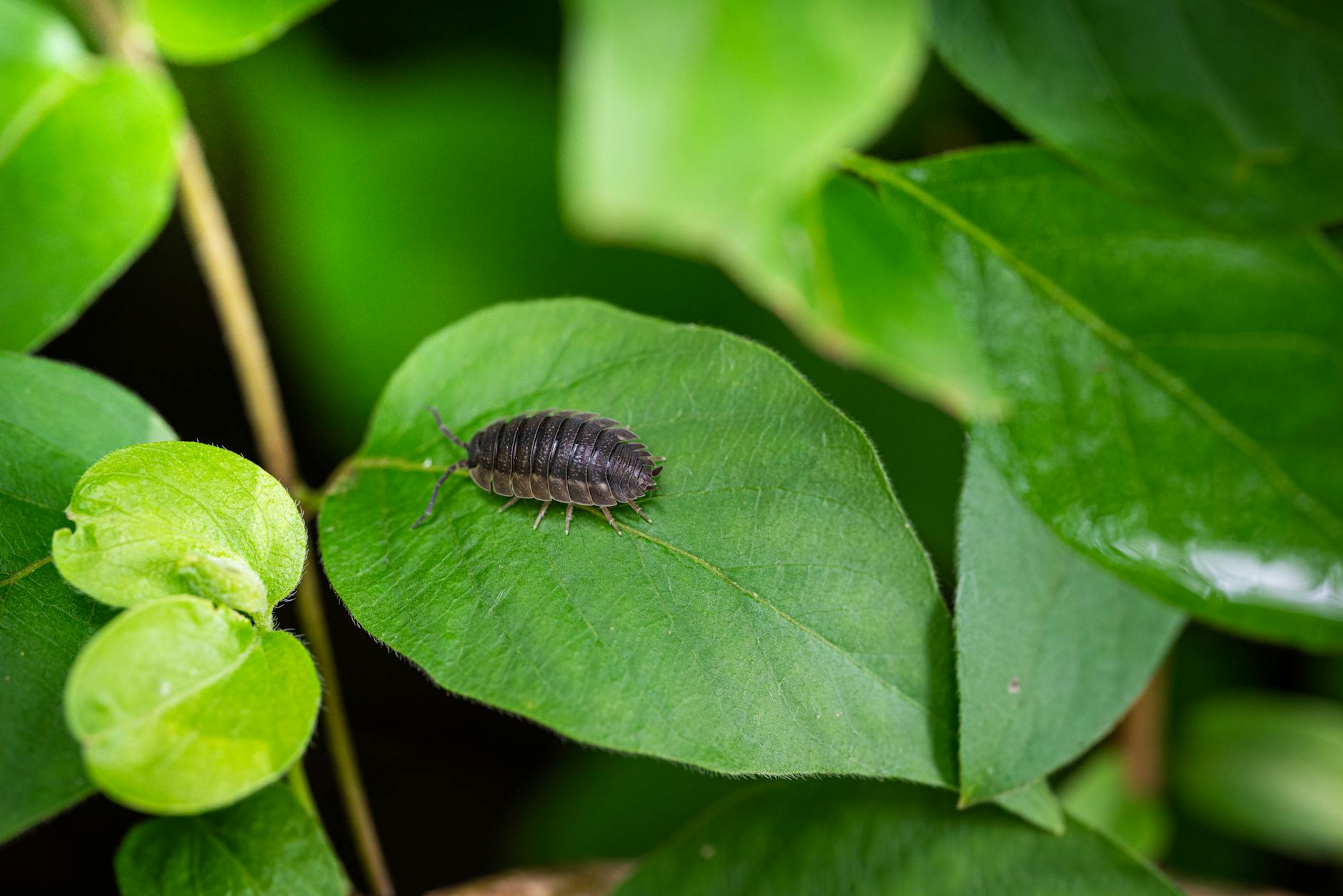Schädlinge Im Garten Detailansicht: Schädlinge Im Garten