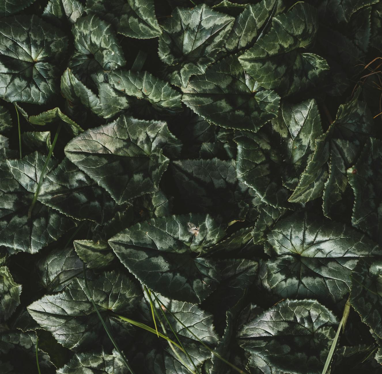 Illustration zu Schattenpflanzen Bodendecker