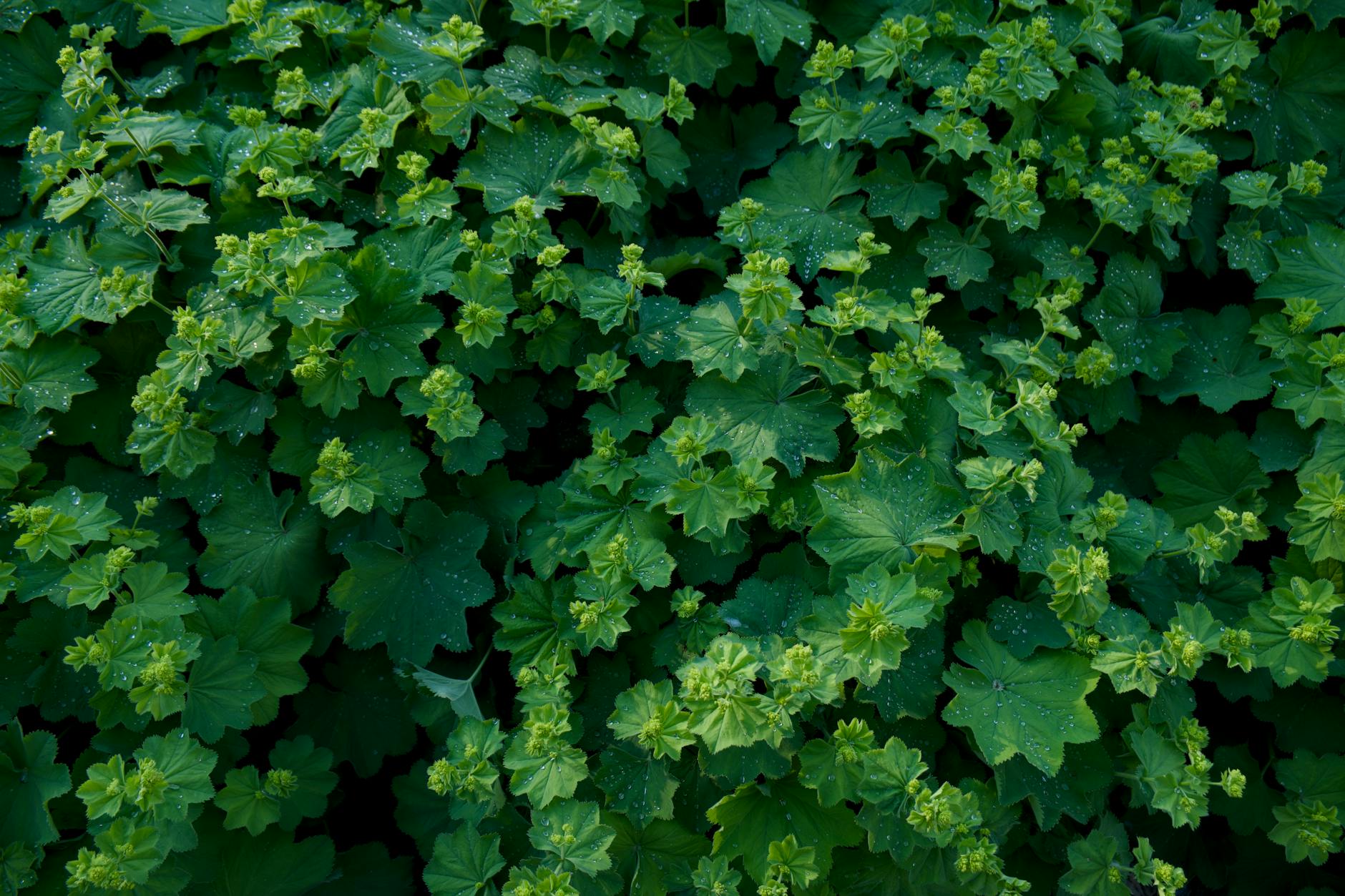 Symbolbild zum Thema Schattenpflanzen Bodendecker