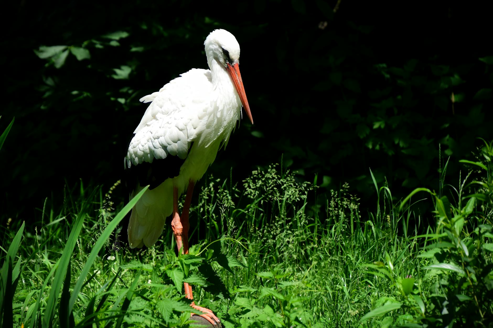 Störche Deutschland Illustration zu Störche Deutschland