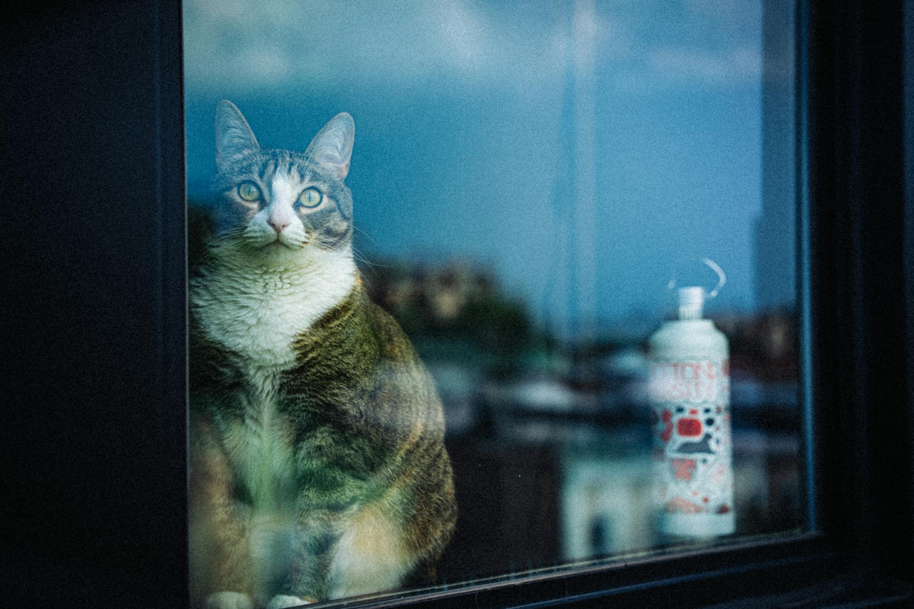 Suchbild Katze Illustration zu Suchbild Katze