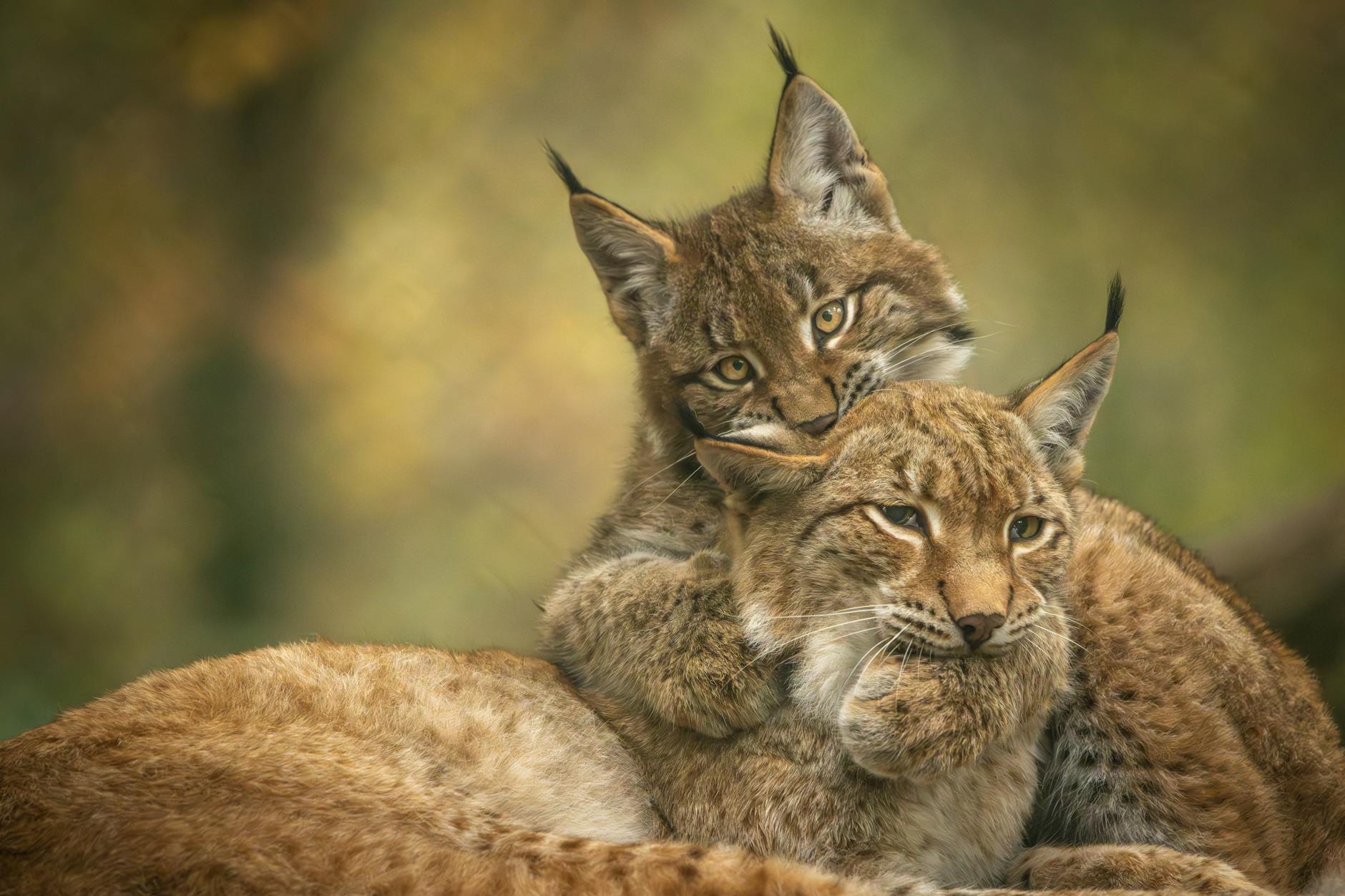 Symbolbild zum Thema Tierliebe Süßes