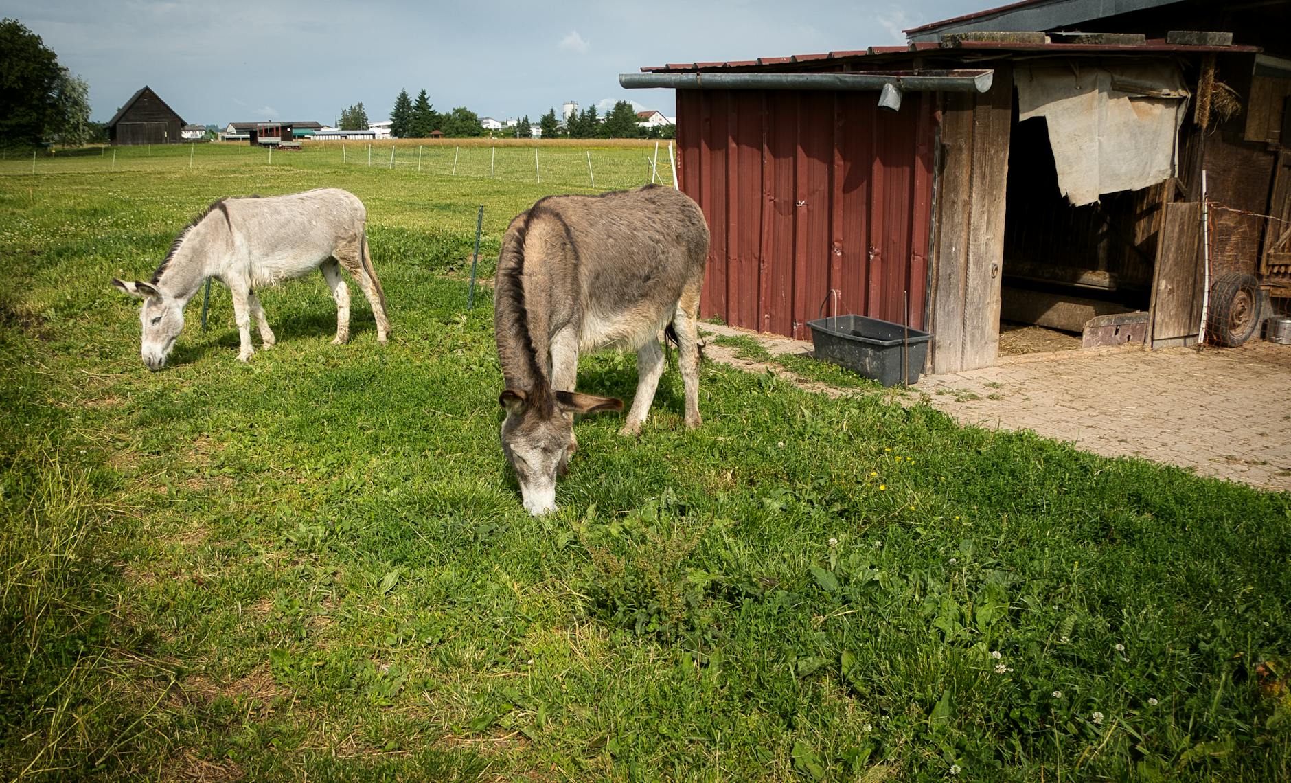 Illustration zu Tierschicksale Deutschland