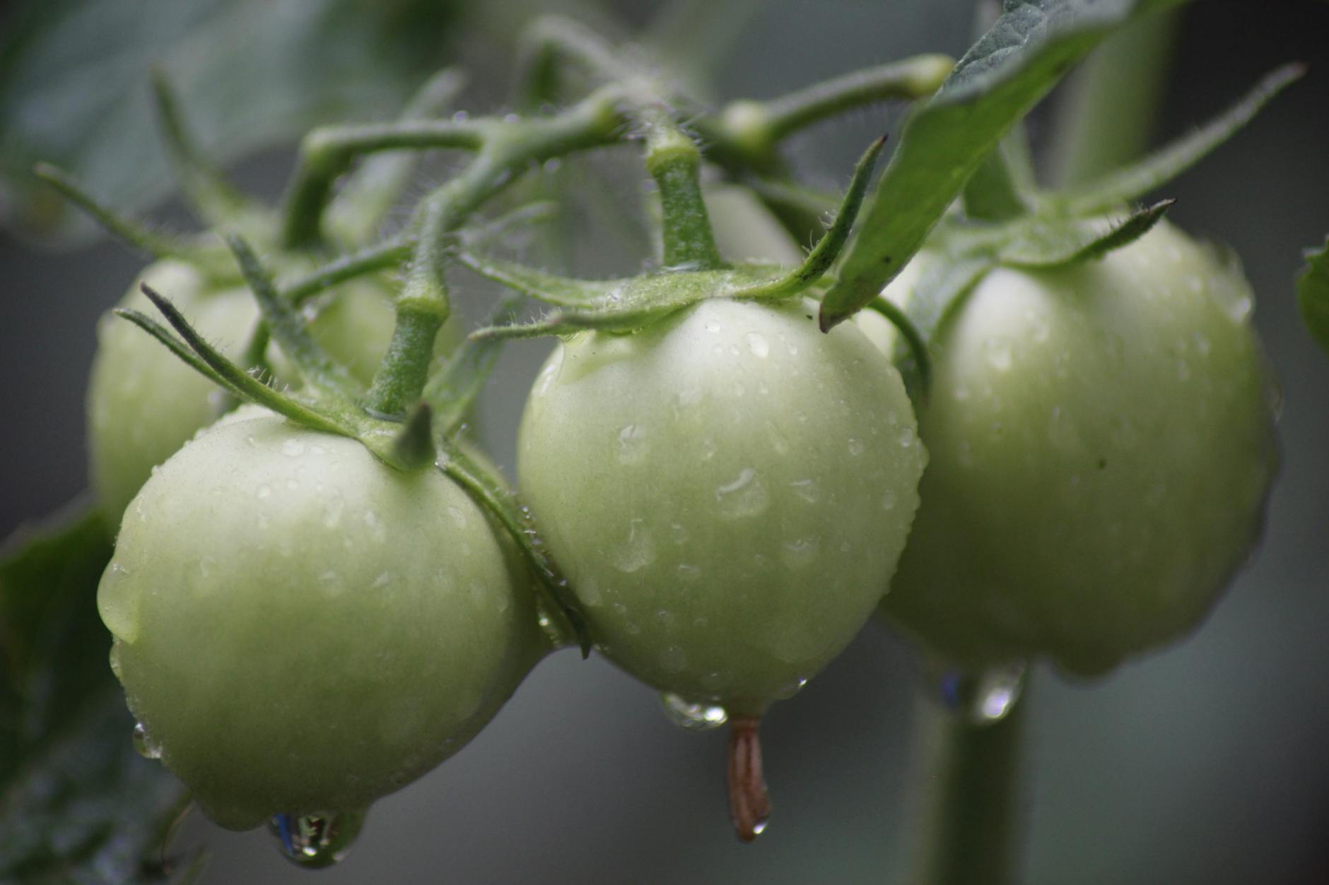 Symbolbild zum Thema Tomaten Richtig Gießen
