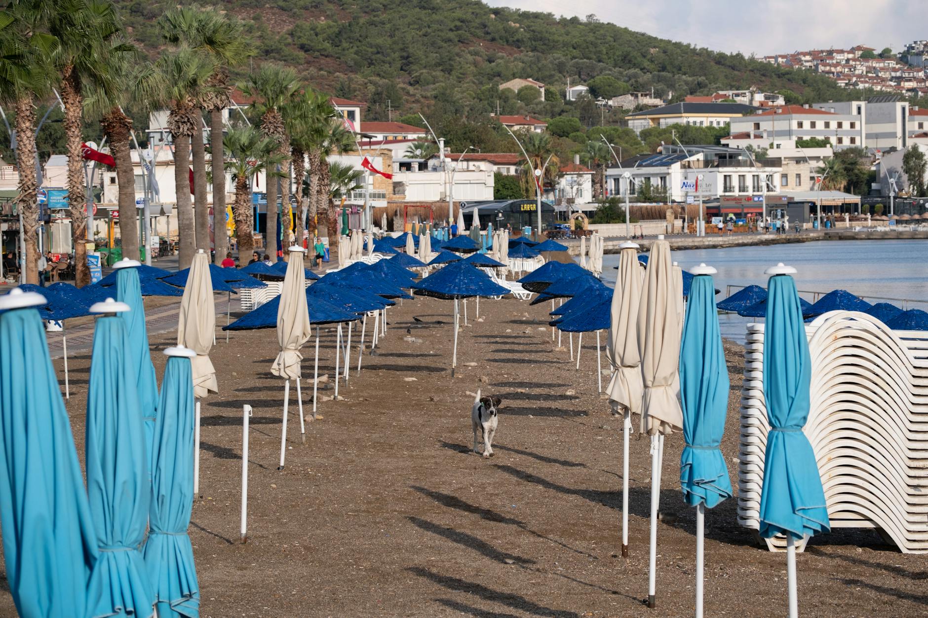 Detailansicht: Vergiftung Türkei Urlaub