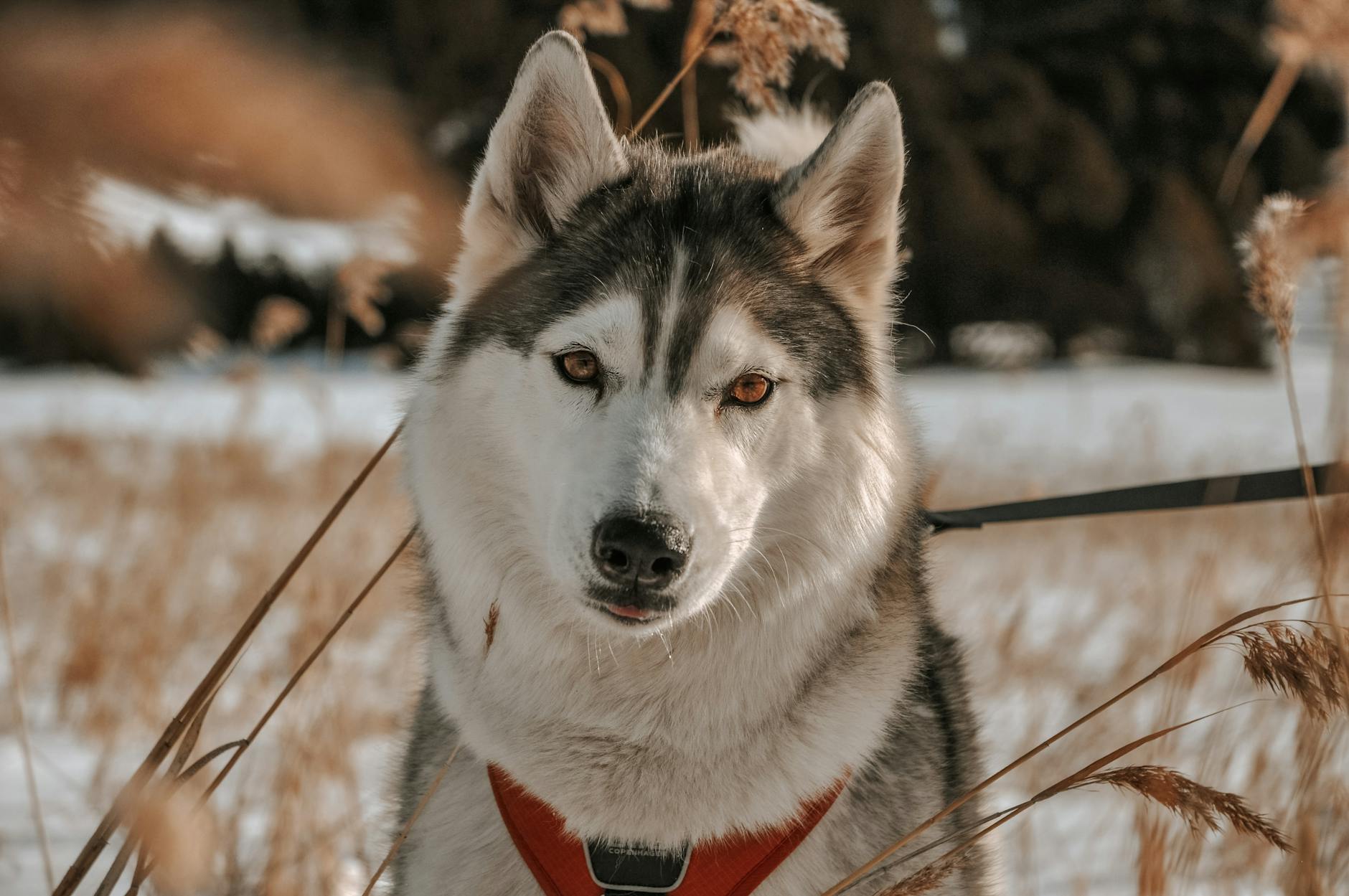 Versteckter Husky Bild Illustration zu Versteckter Husky Bild