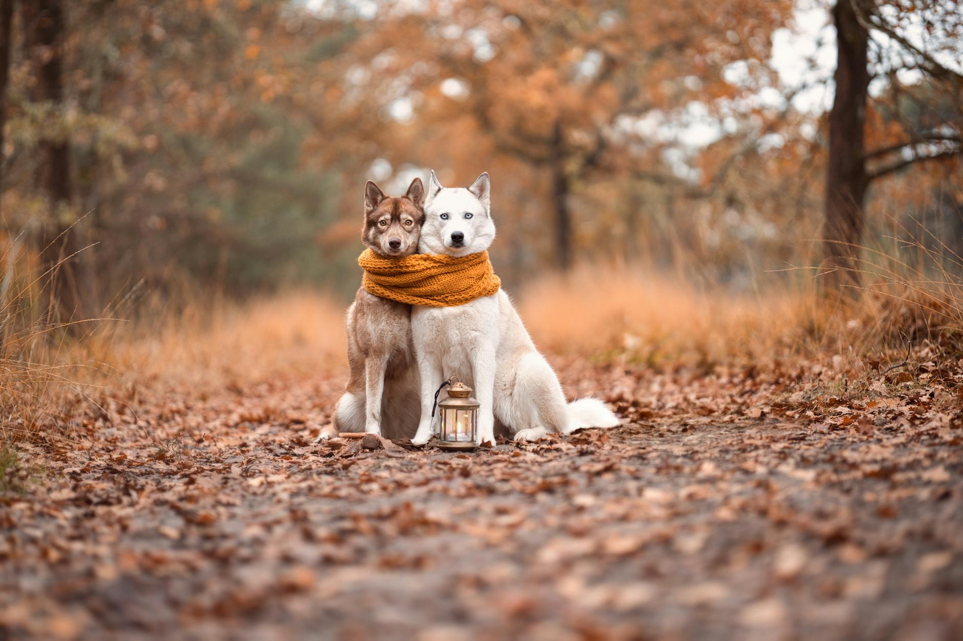Versteckter Husky Bild Symbolbild zum Thema Versteckter Husky Bild