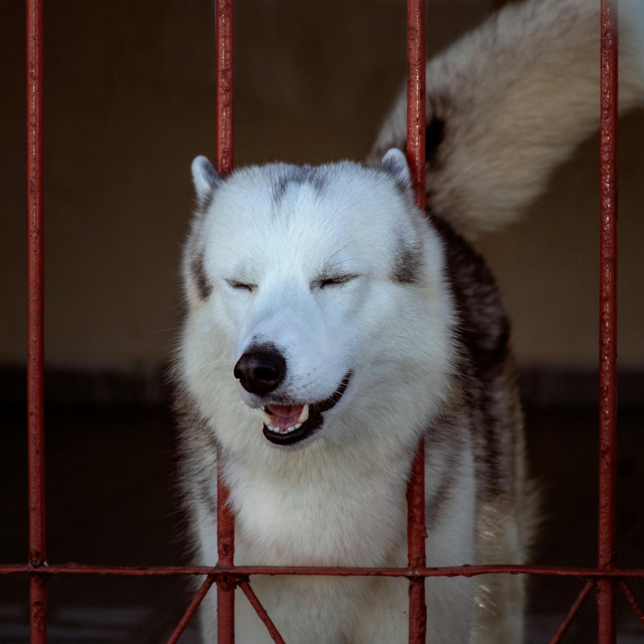 Versteckter Husky Bild Detailansicht: Versteckter Husky Bild
