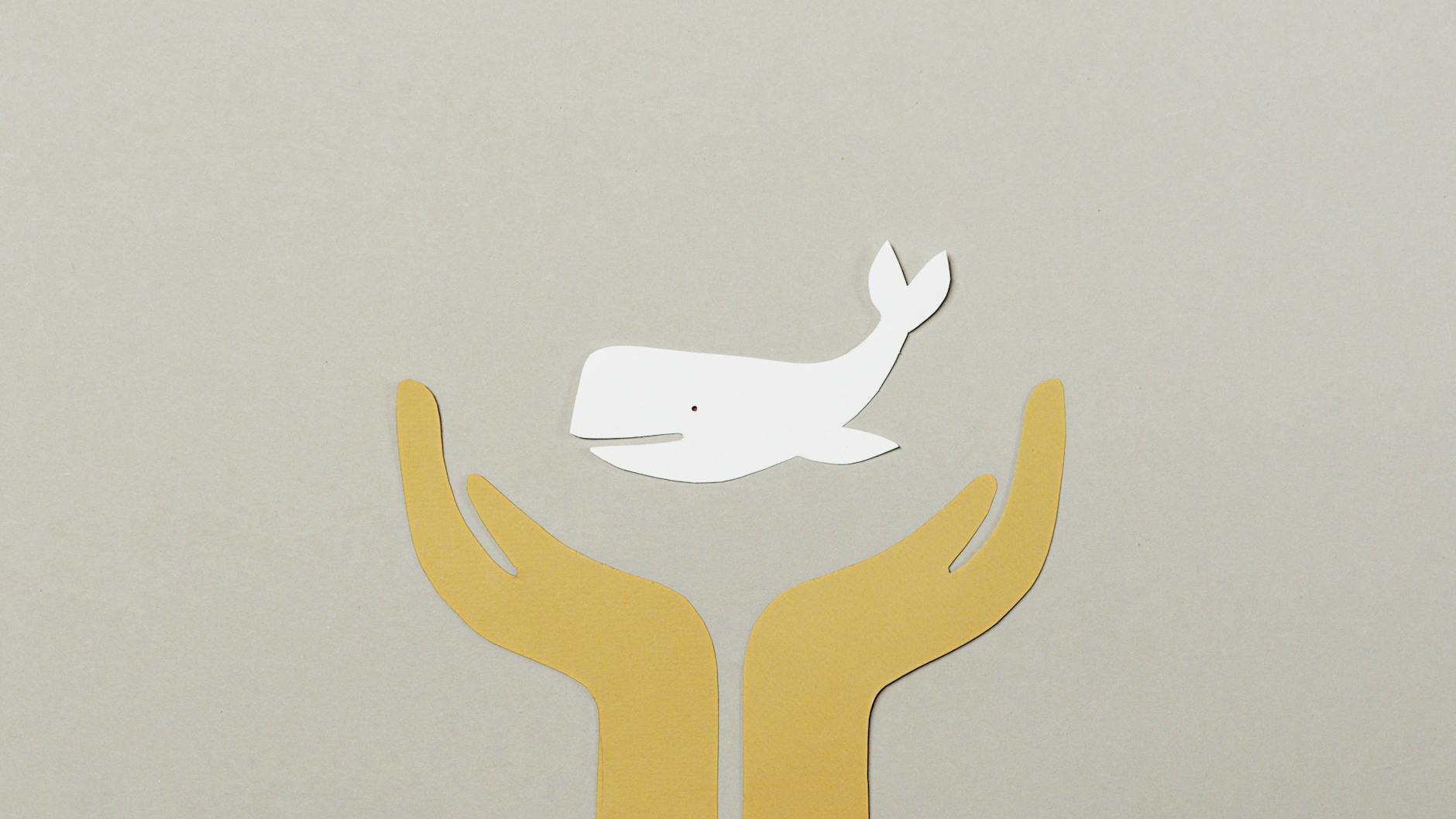 Illustration zu Wal Rettung