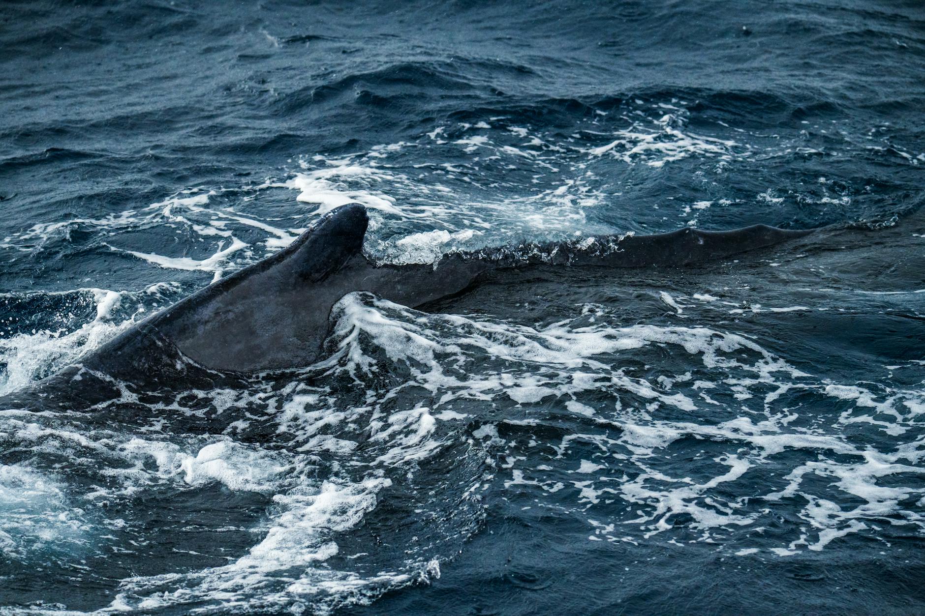 Detailansicht: Wal Rettung