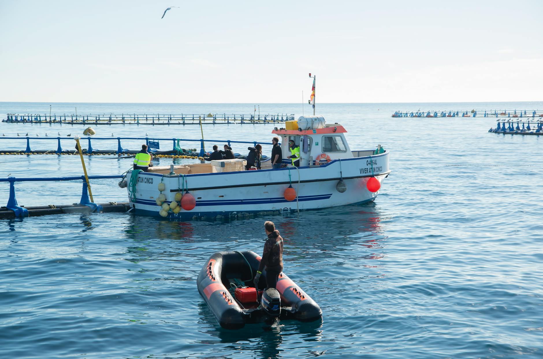 Detailansicht: Wal Rettungsaktion