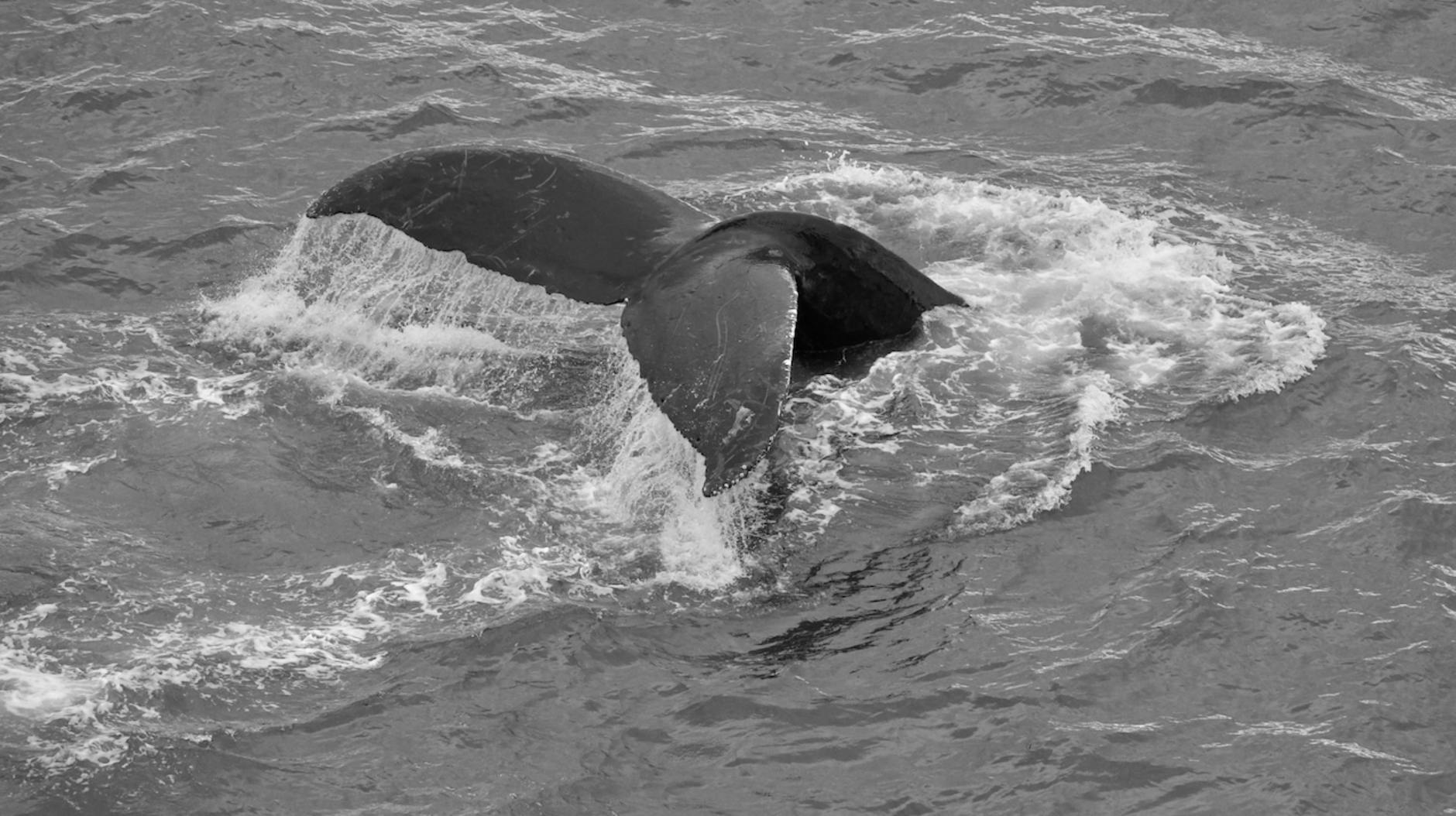 Detailansicht: Wal Stirbt Ostsee