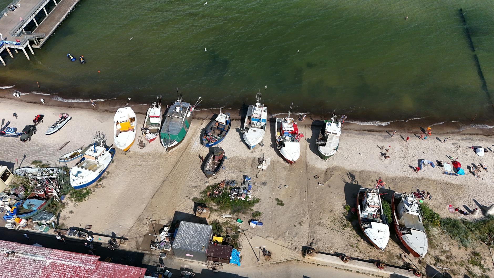 Walstrandung Wismar Bucht Illustration zu Walstrandung Wismar Bucht