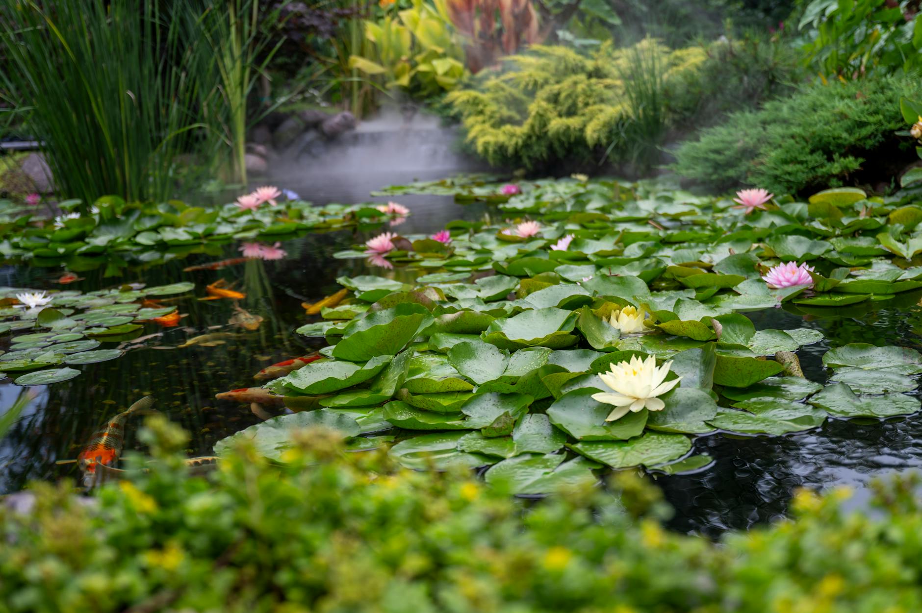 Symbolbild zum Thema Wasserpflanzen Teich