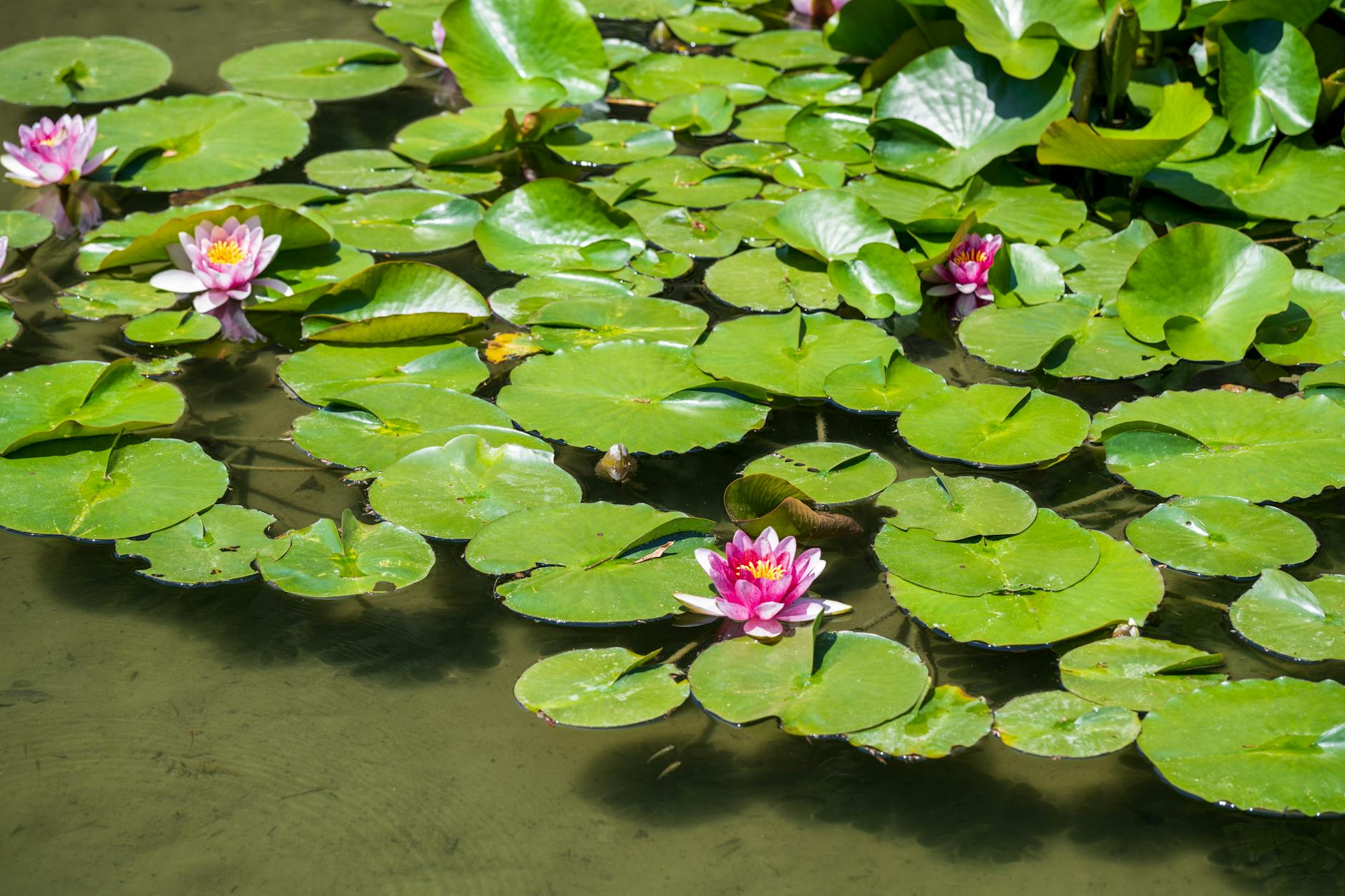 Detailansicht: Wasserpflanzen Teich