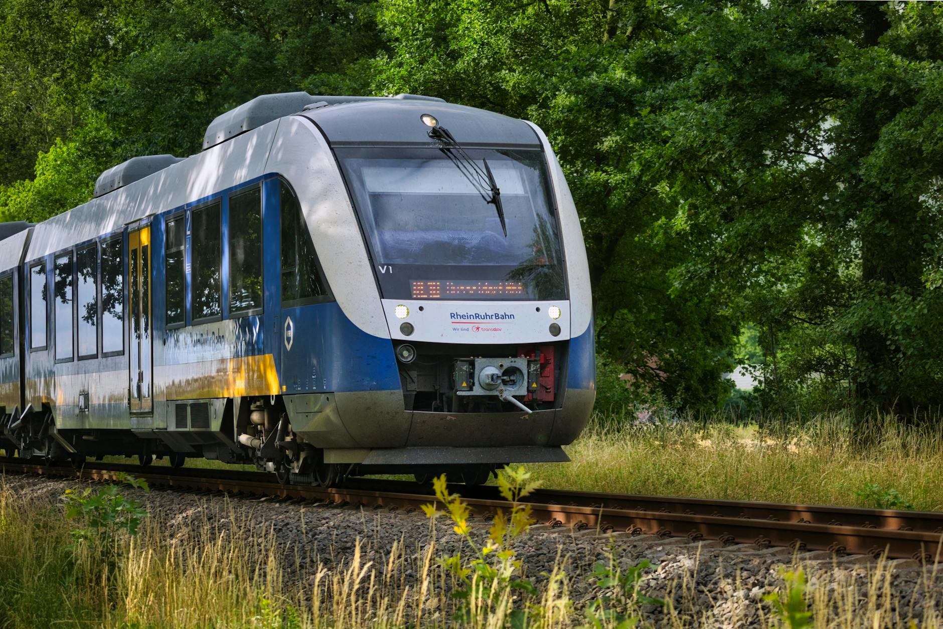 Symbolbild zum Thema Weißwal