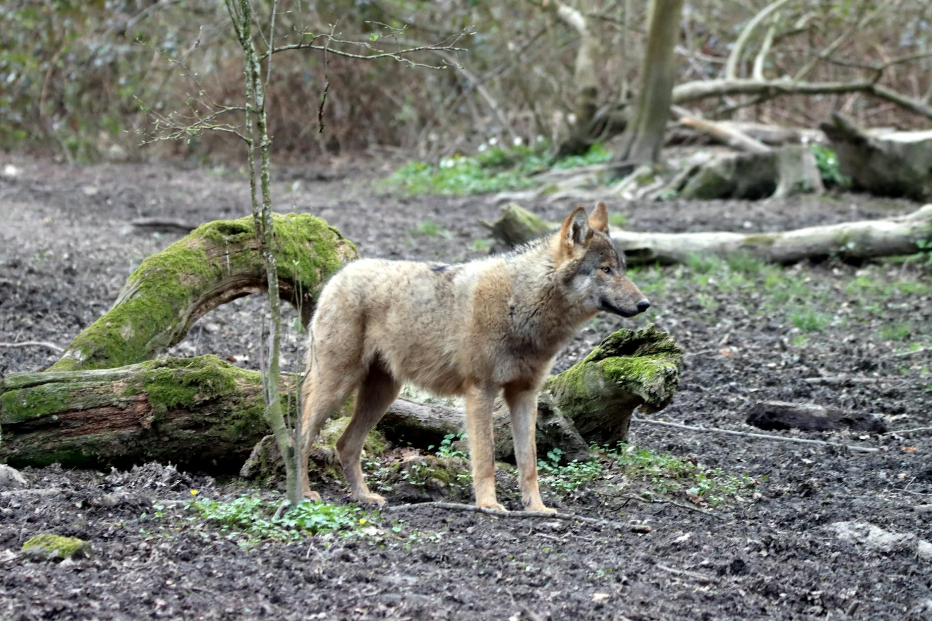 Illustration zu Wolf Hamburg