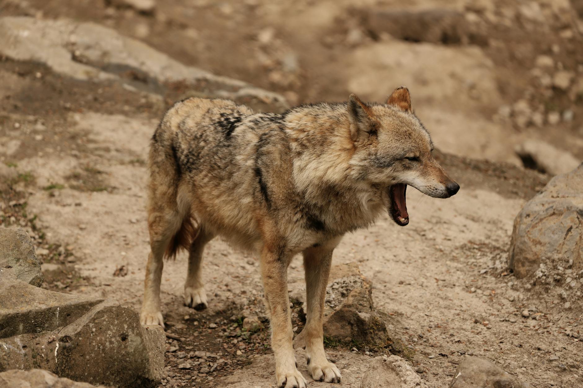 Symbolbild zum Thema Wolf Hamburg