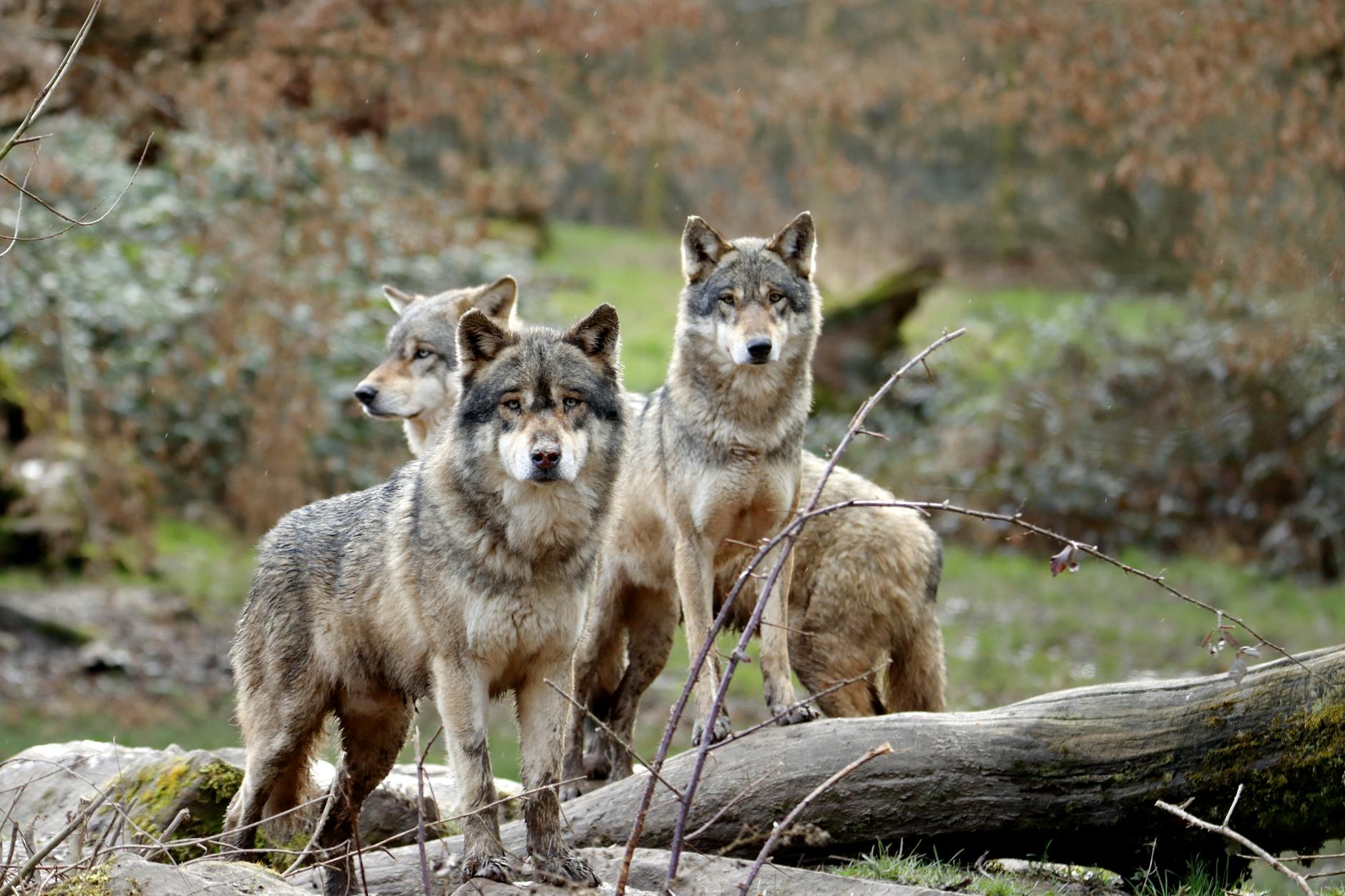 Wolfsangriff Hamburg Symbolbild zum Thema Wolfsangriff Hamburg